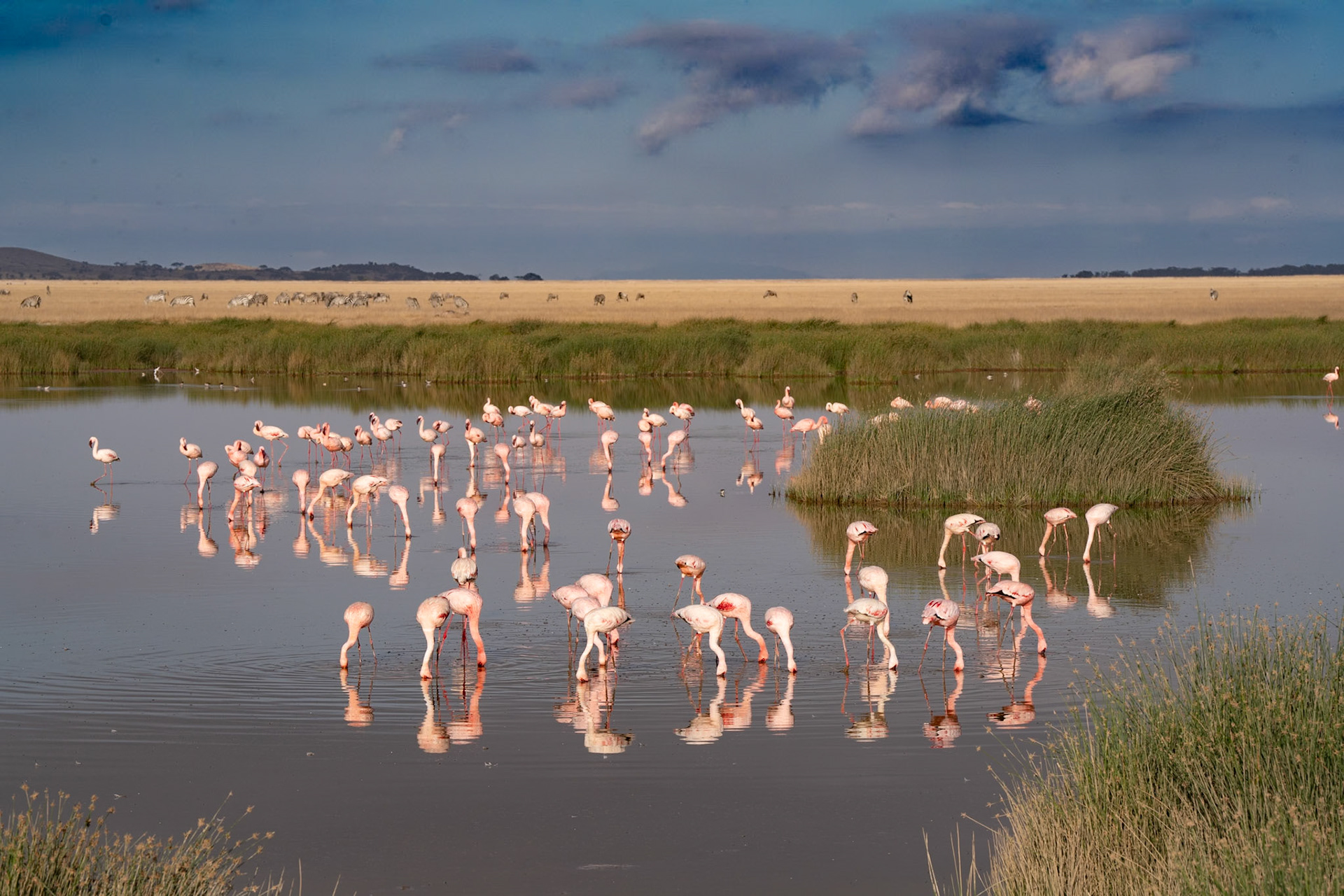 Lesser Flamingo - East Africa