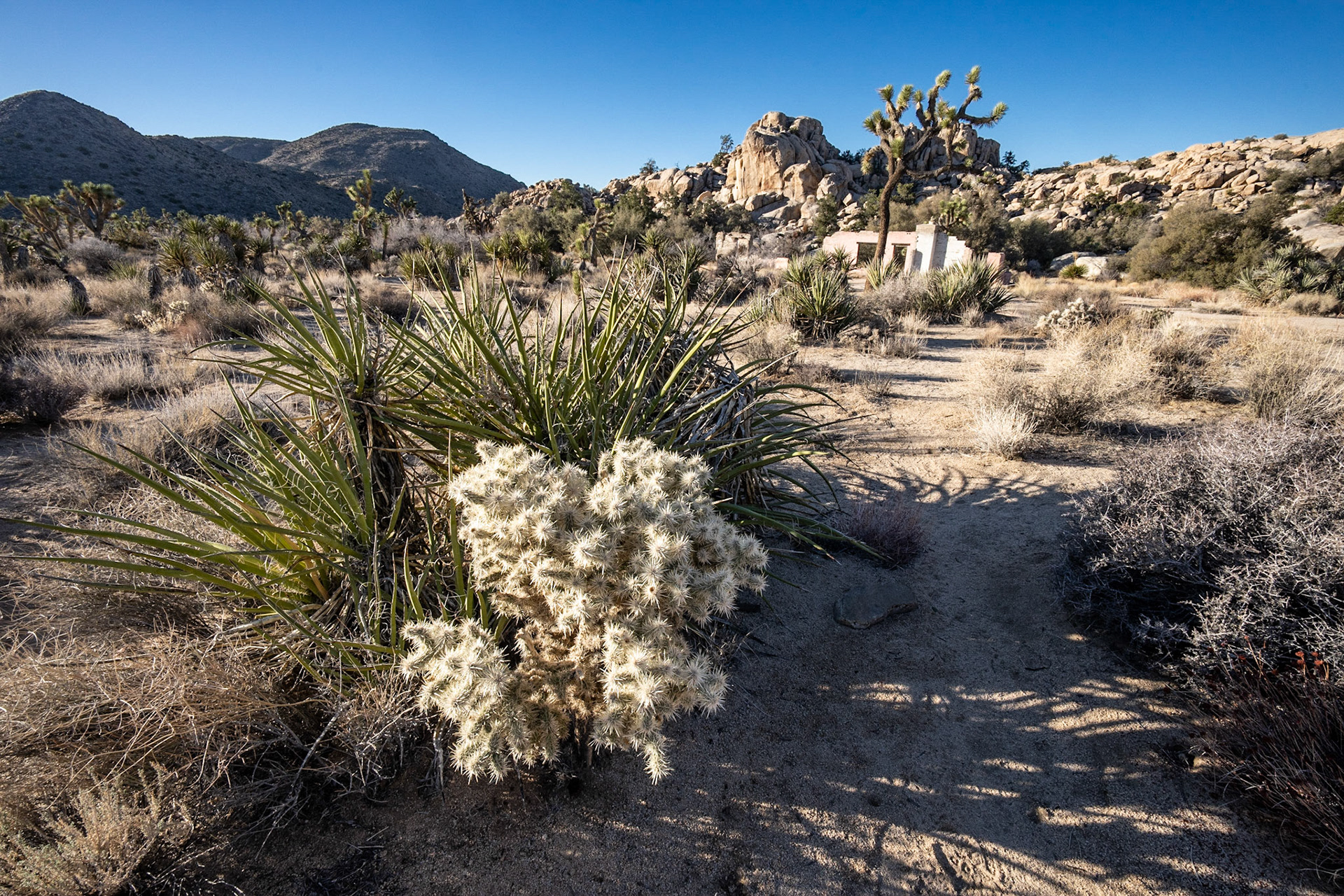Joshua Tree NP, CA
