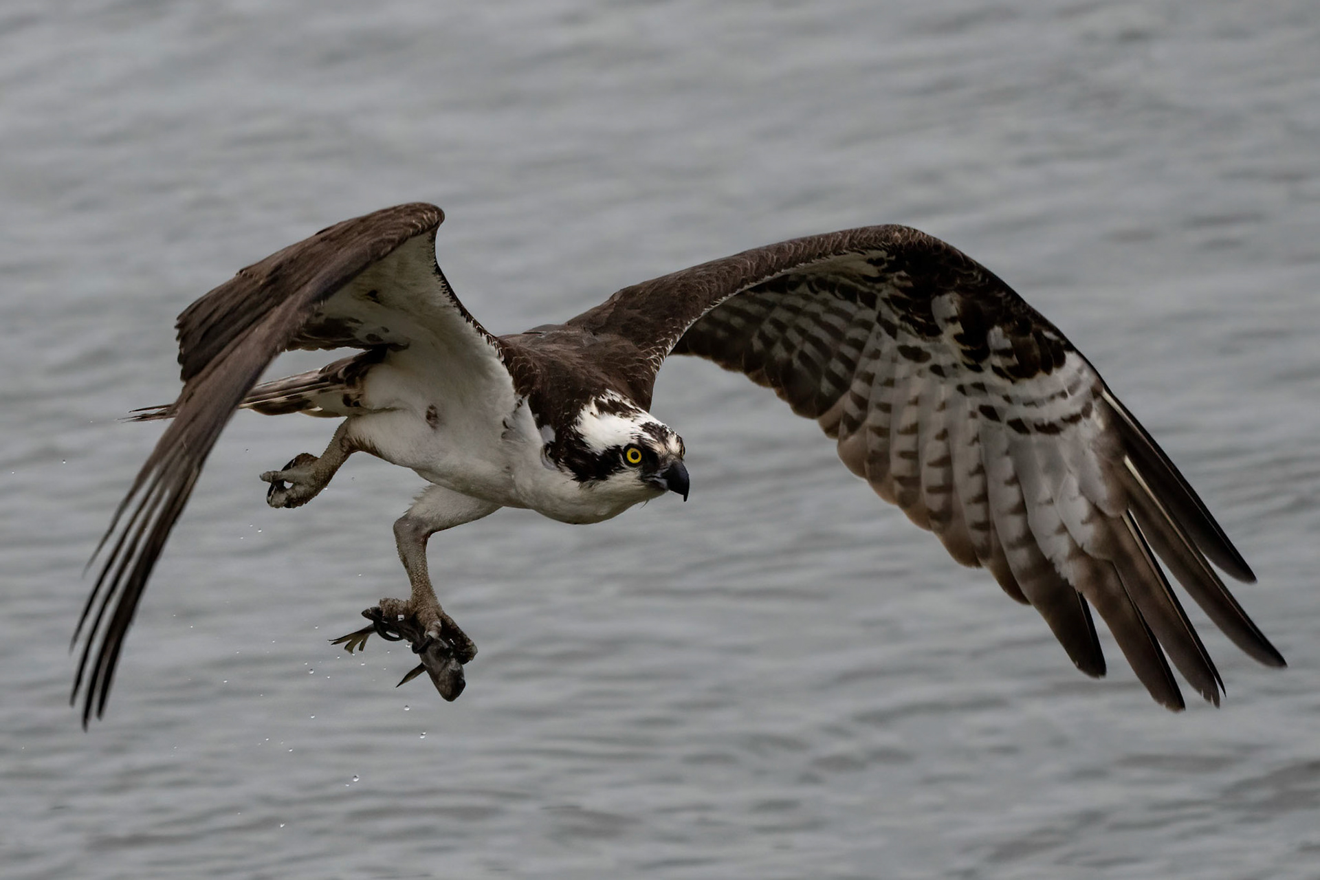 Osprey, DelMar