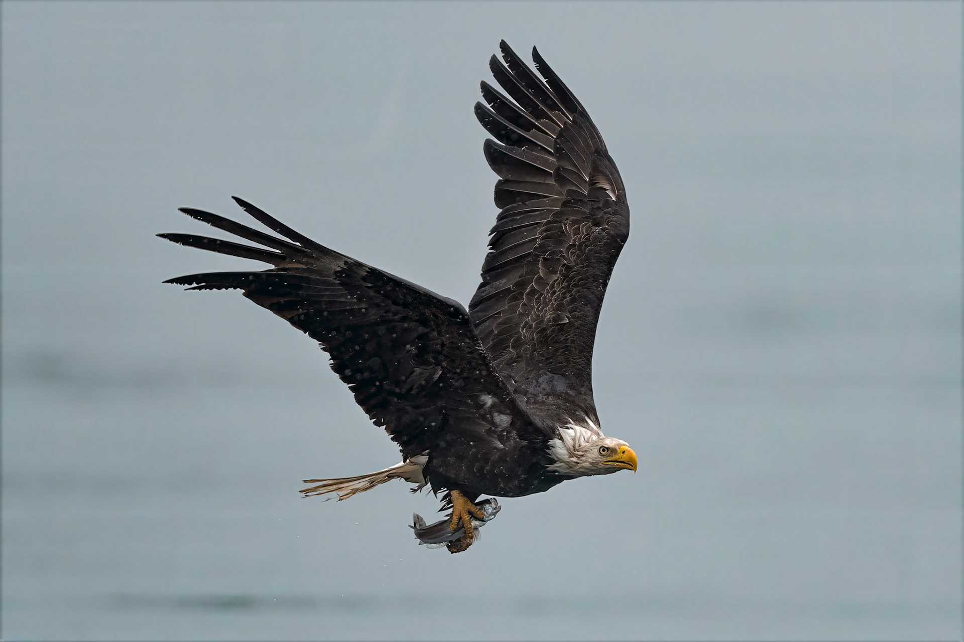 Bald Eagle - BC, Canada