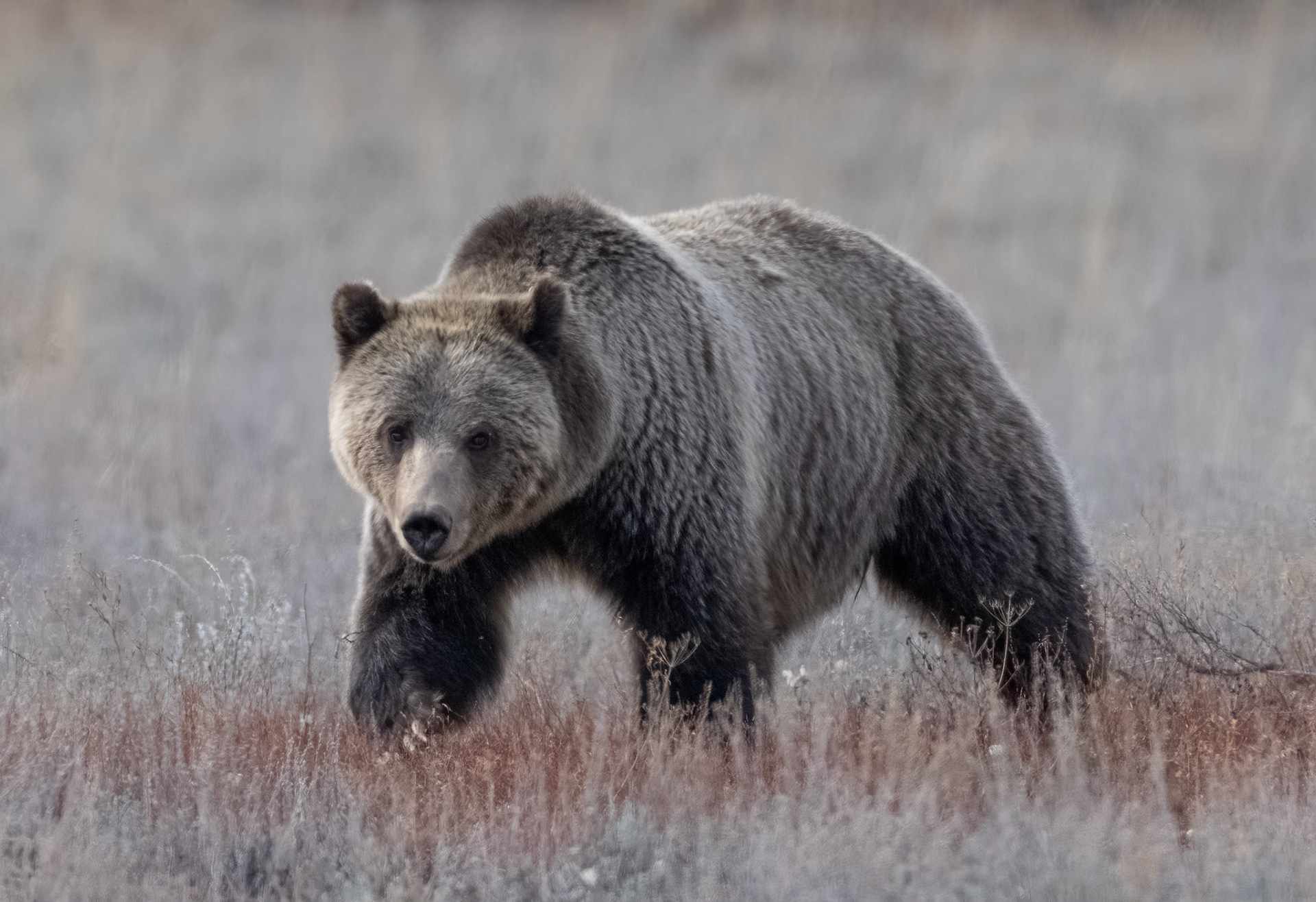 Grizzly - Grand Teton