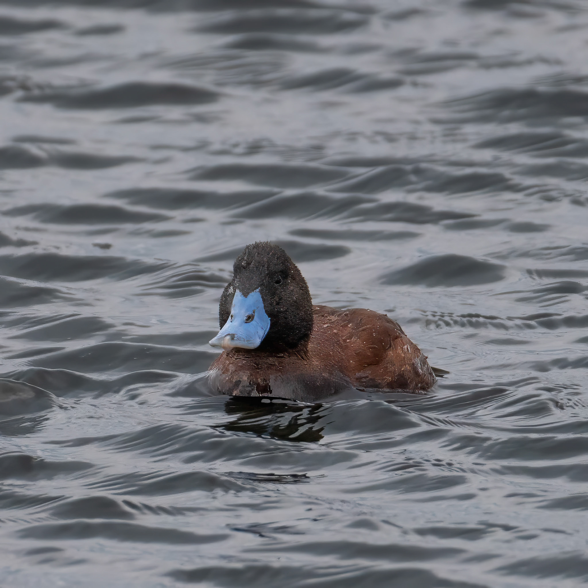 Andean Ruddy-Duck