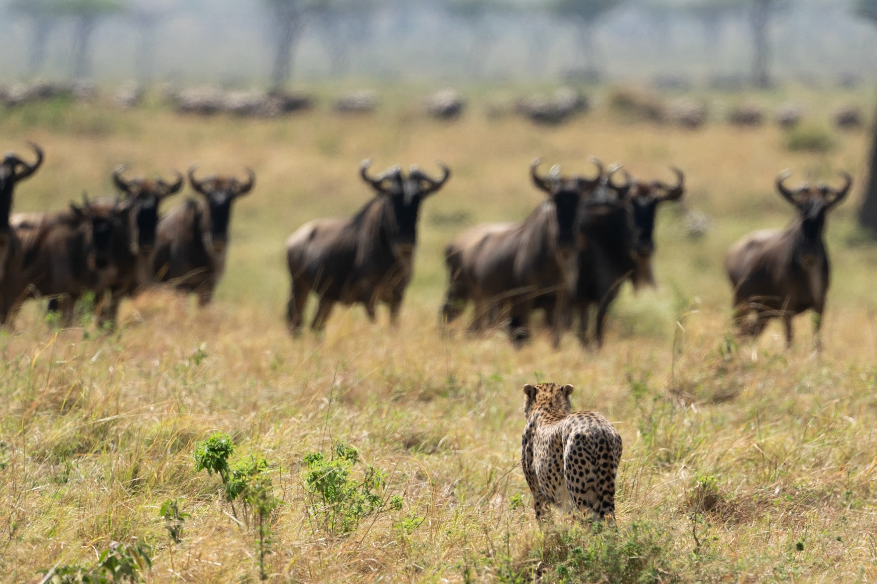 Cheetah hunting Wildebeest - East Africa