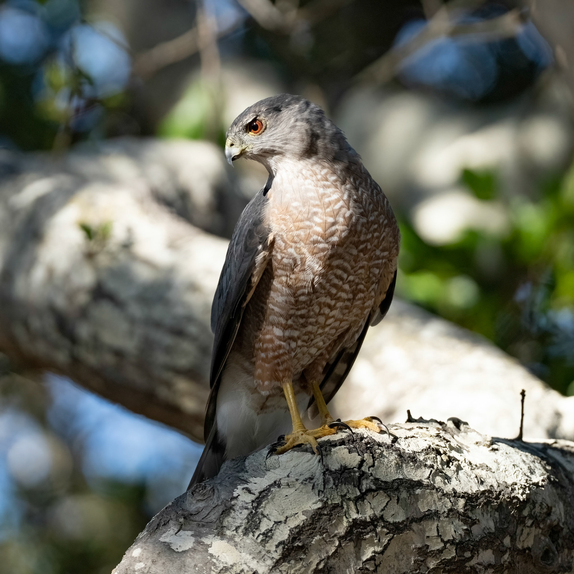Coopers Hawk