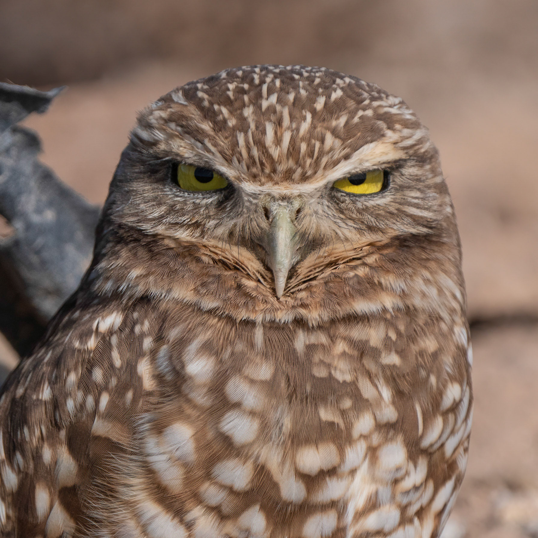 Burrowing Owl