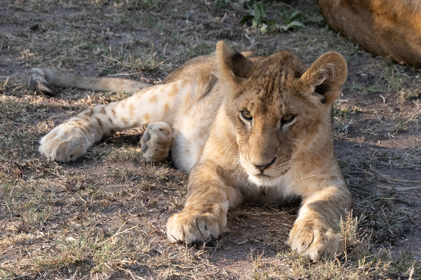 Lion Cub - Serengeti