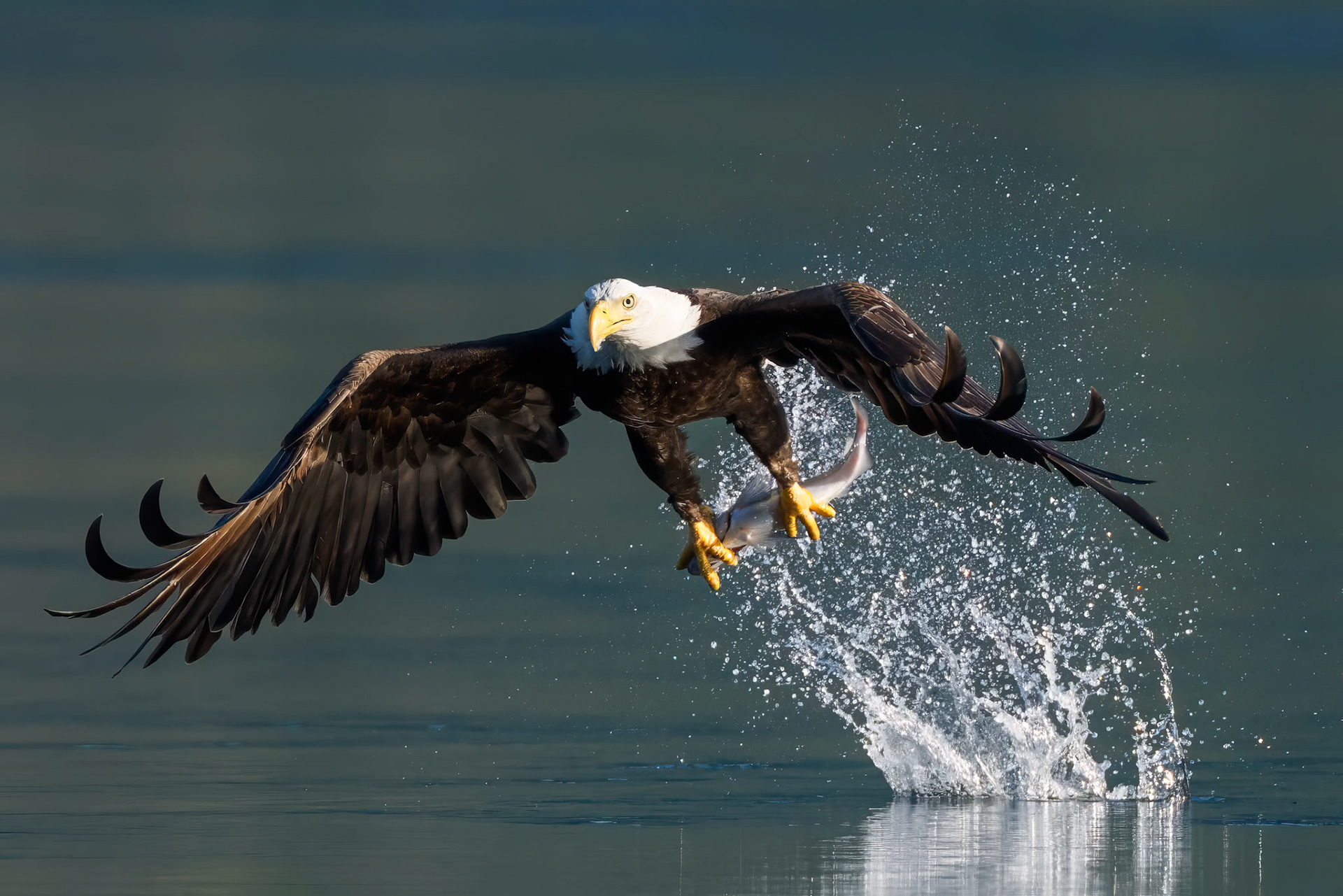 Bald Eagle, BC, Canada