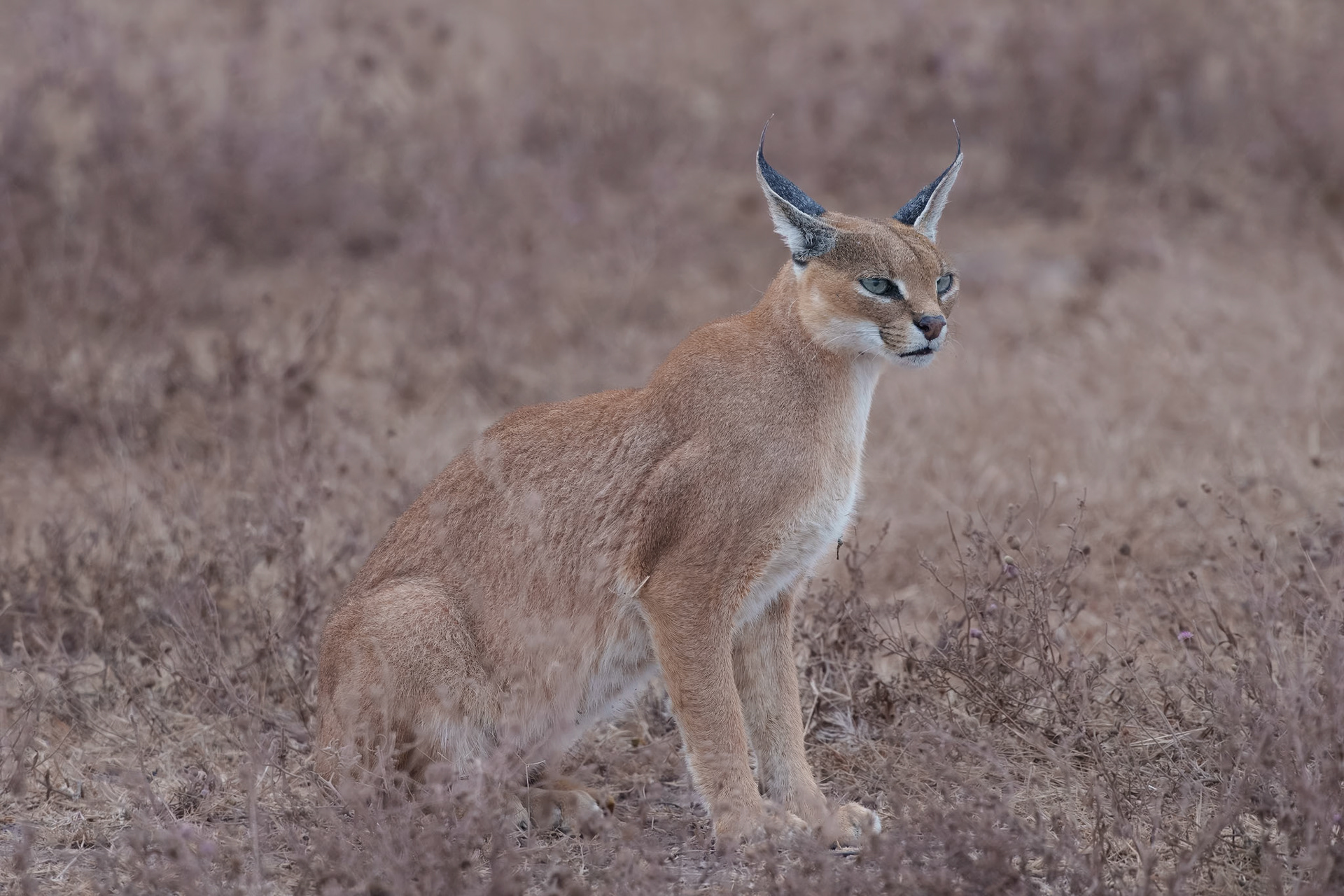 Caracal - Tanzania