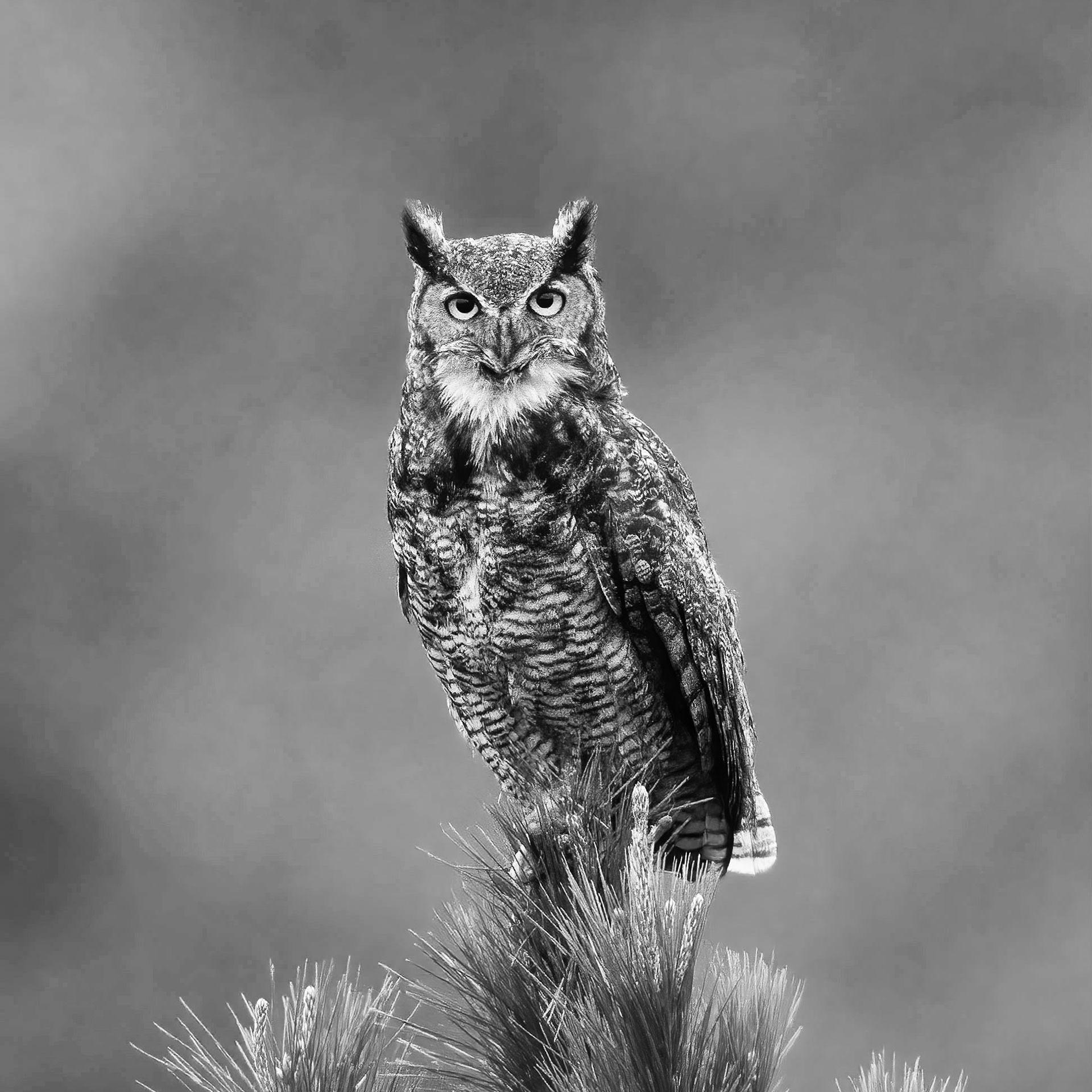 Great Horned Owl