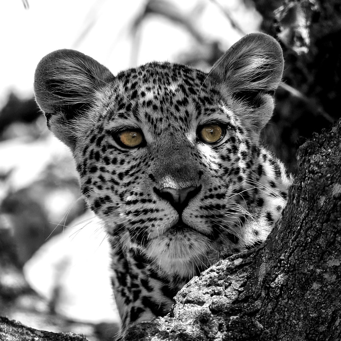 Serengeti