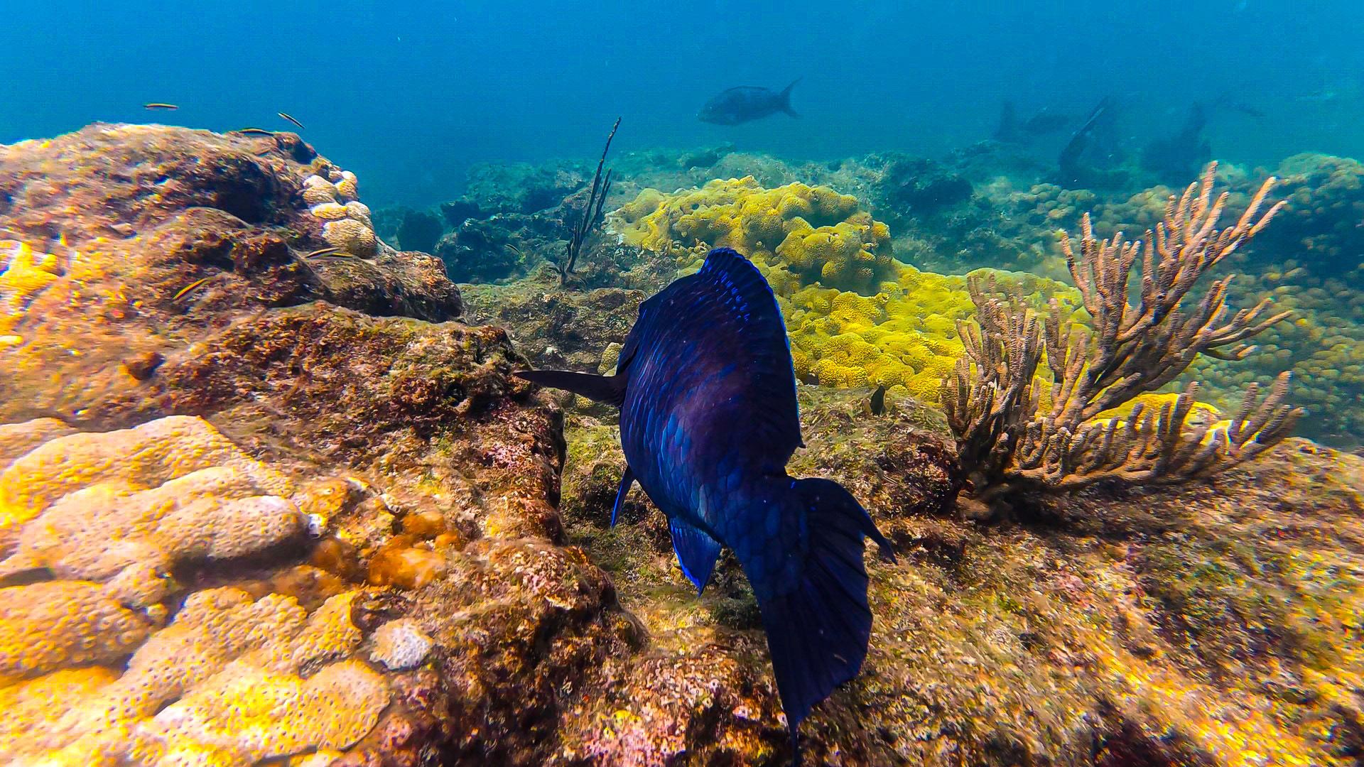 Snorkeling Photos — Key west Florida, 2026