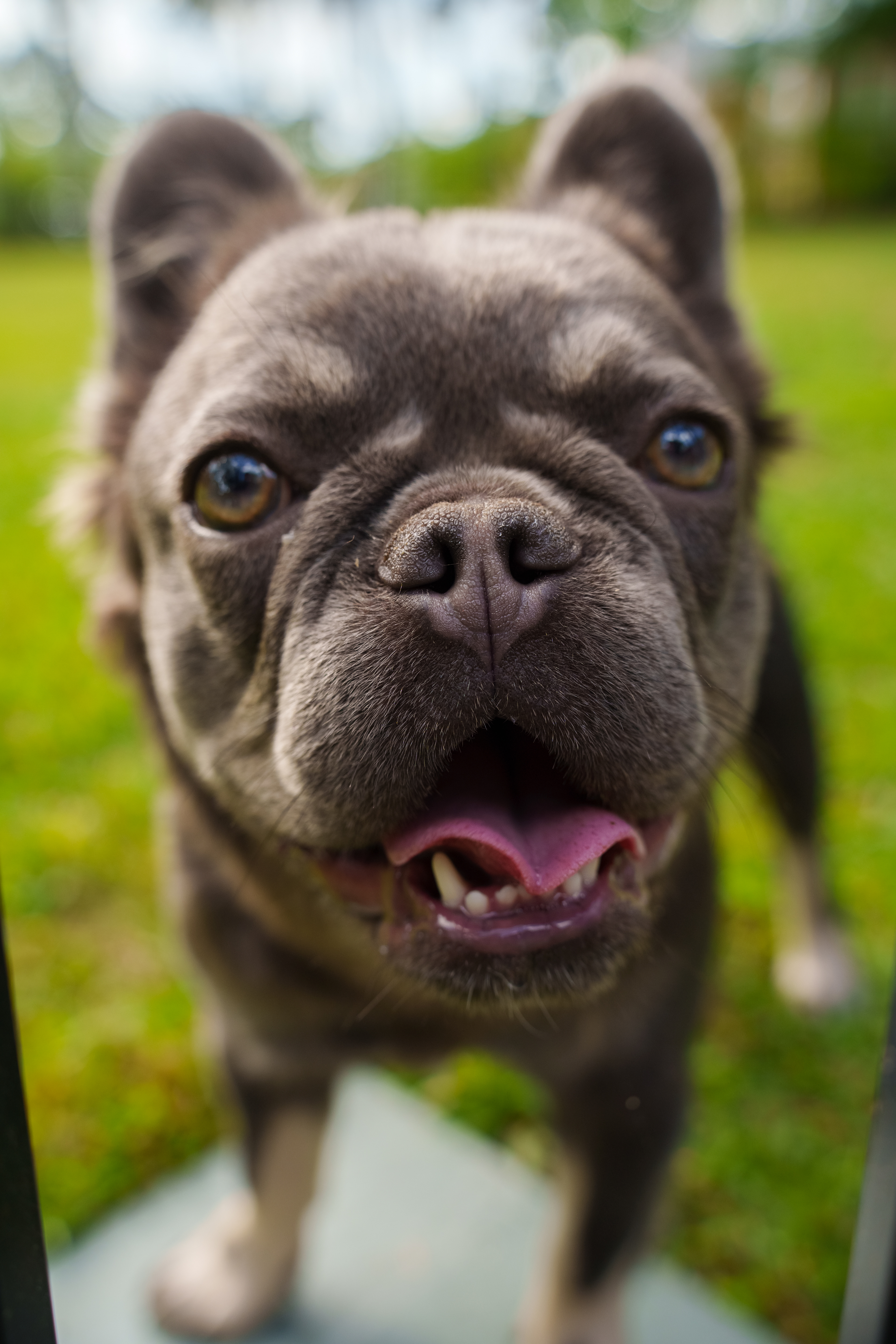 Zoey— Pet Portraits, 2025
