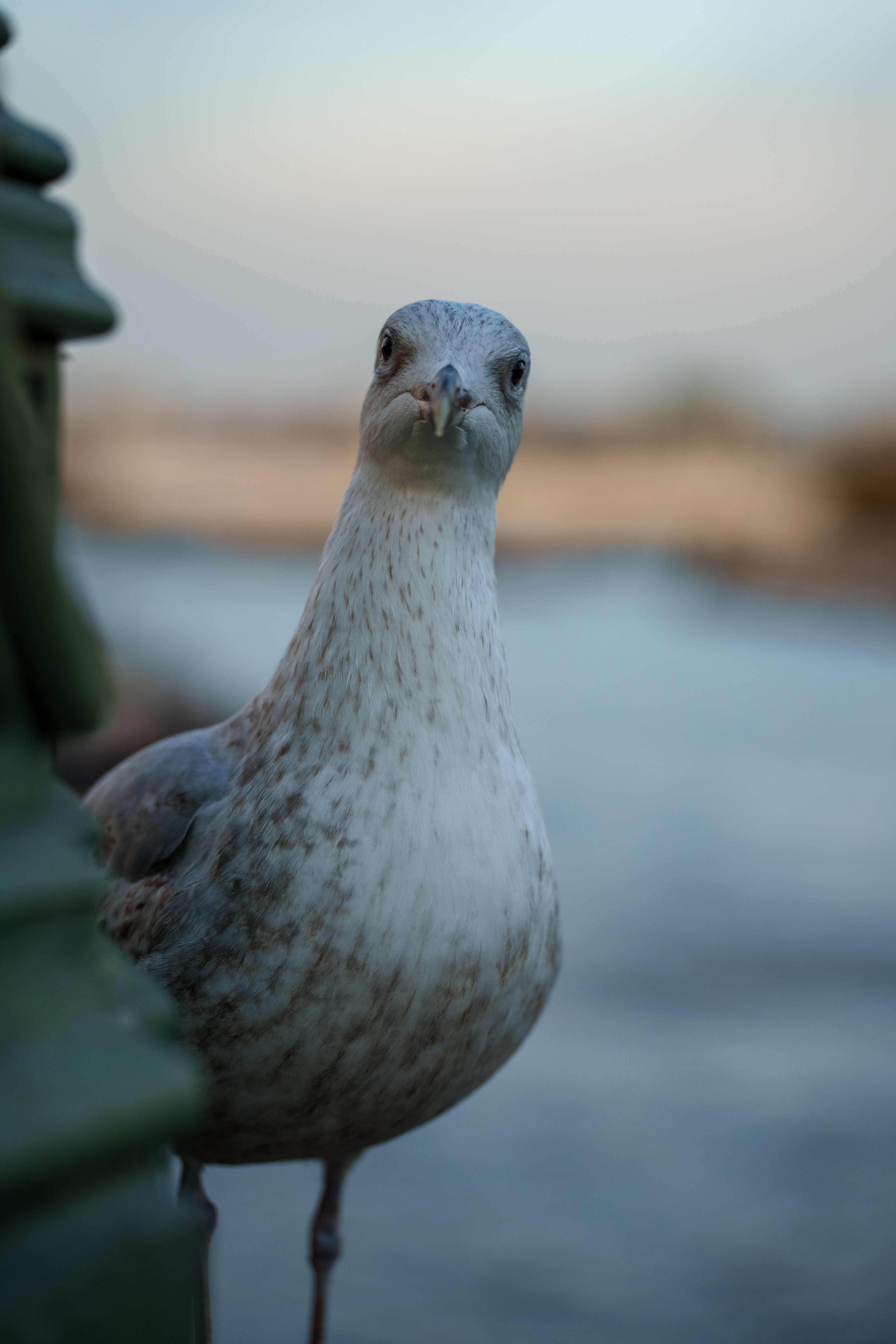 Seagull at the London Eye— London, England, 2025