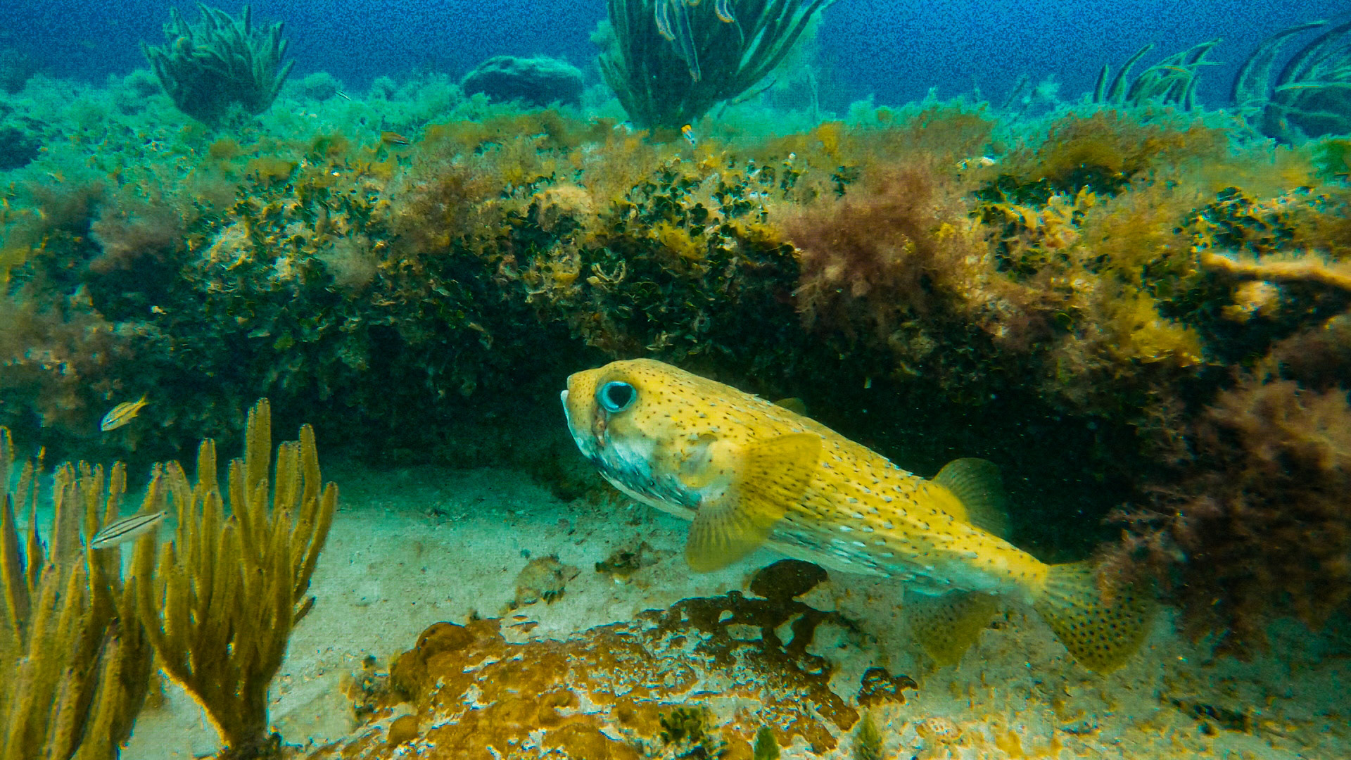 Snorkeling Photos — Key west Florida, 2025