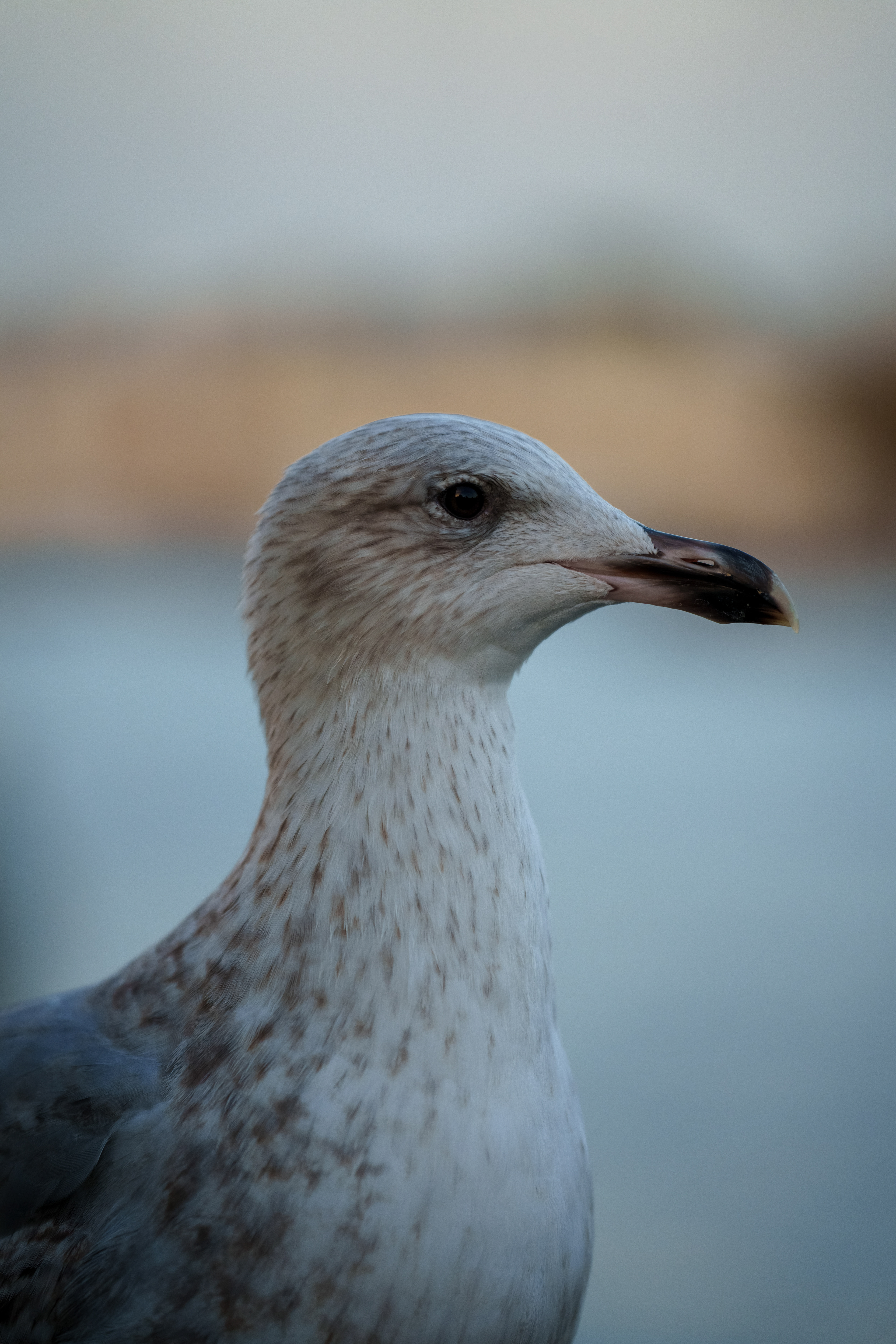 Seagull at the London Eye— London, England, 2025