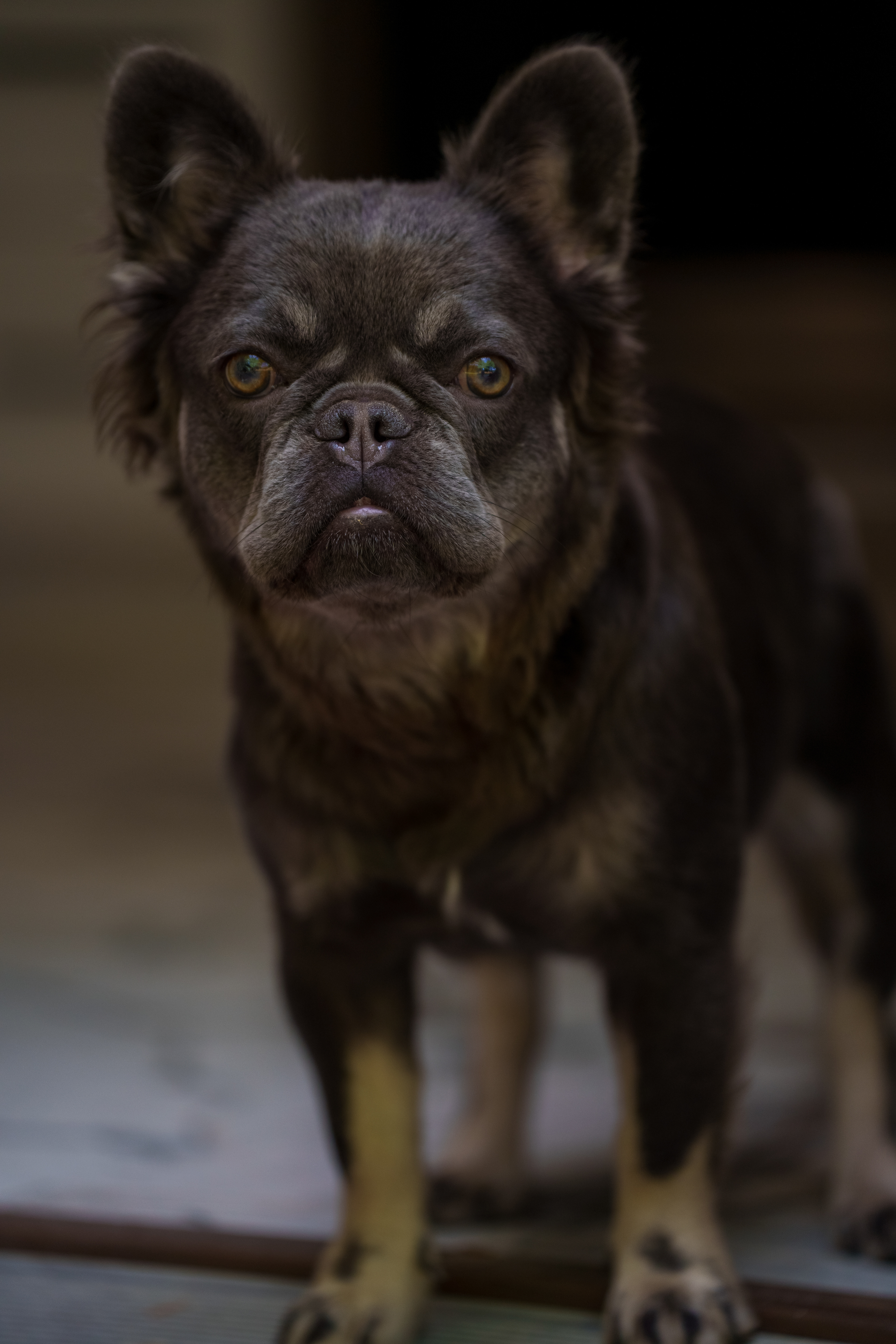 Zoey— Pet Portraits, 2025