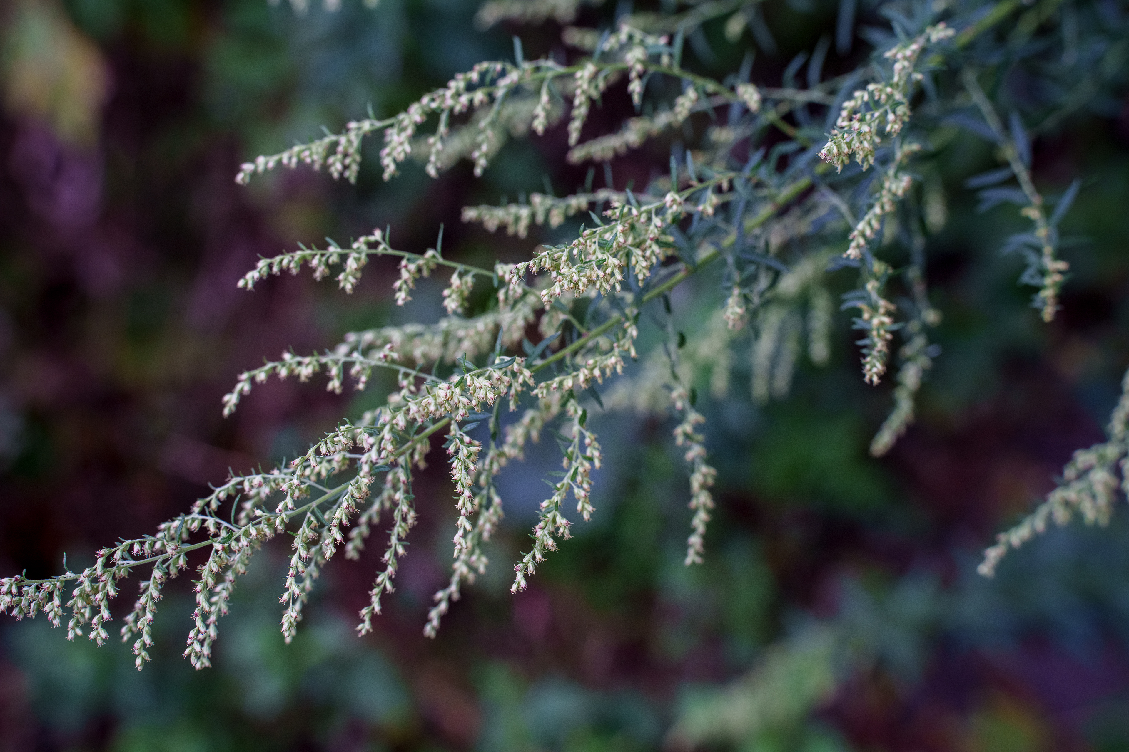 Beautiful Mugwort—New Jersey, 2025
