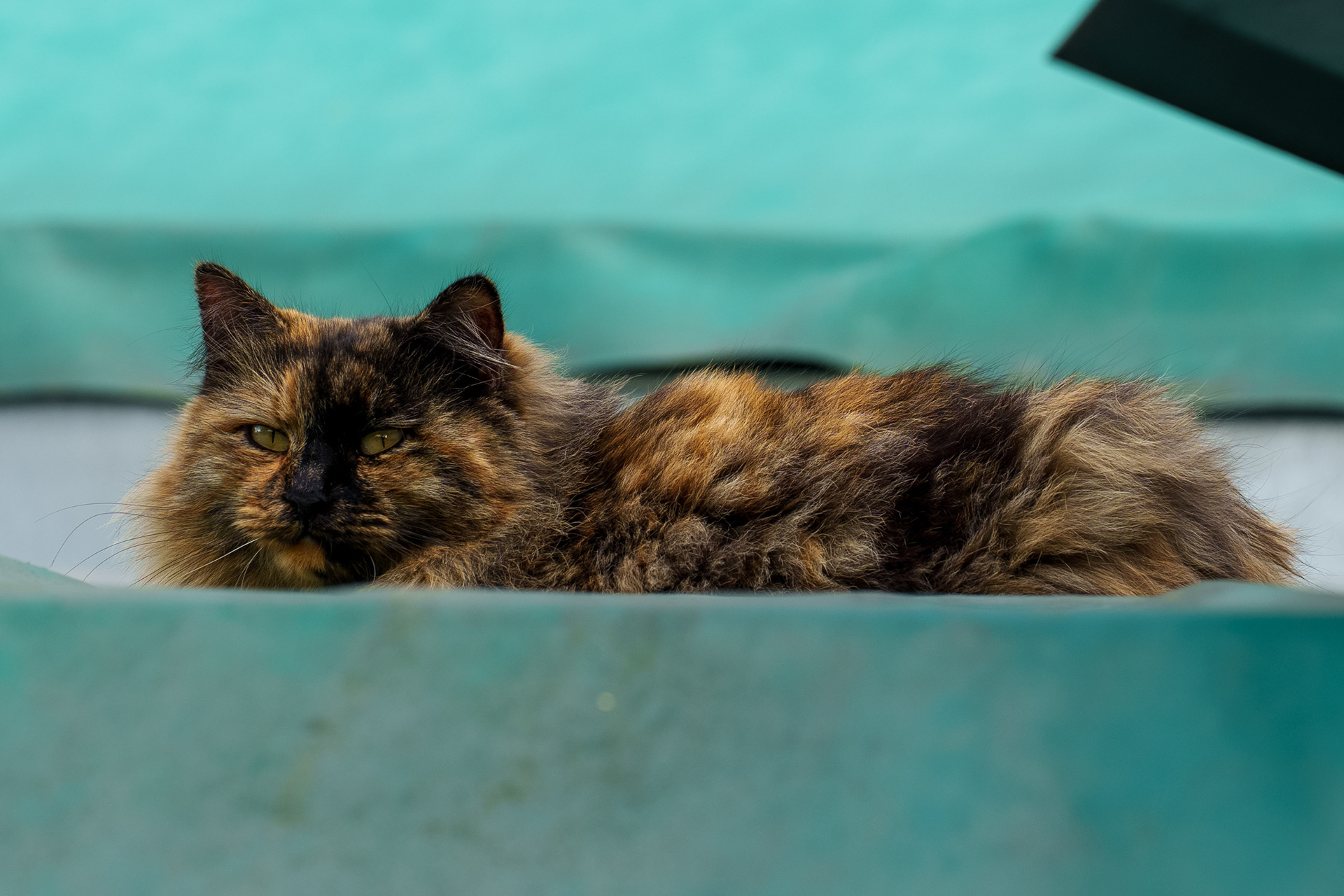 Beautiful Cat in Pompeii— Italy, 2025