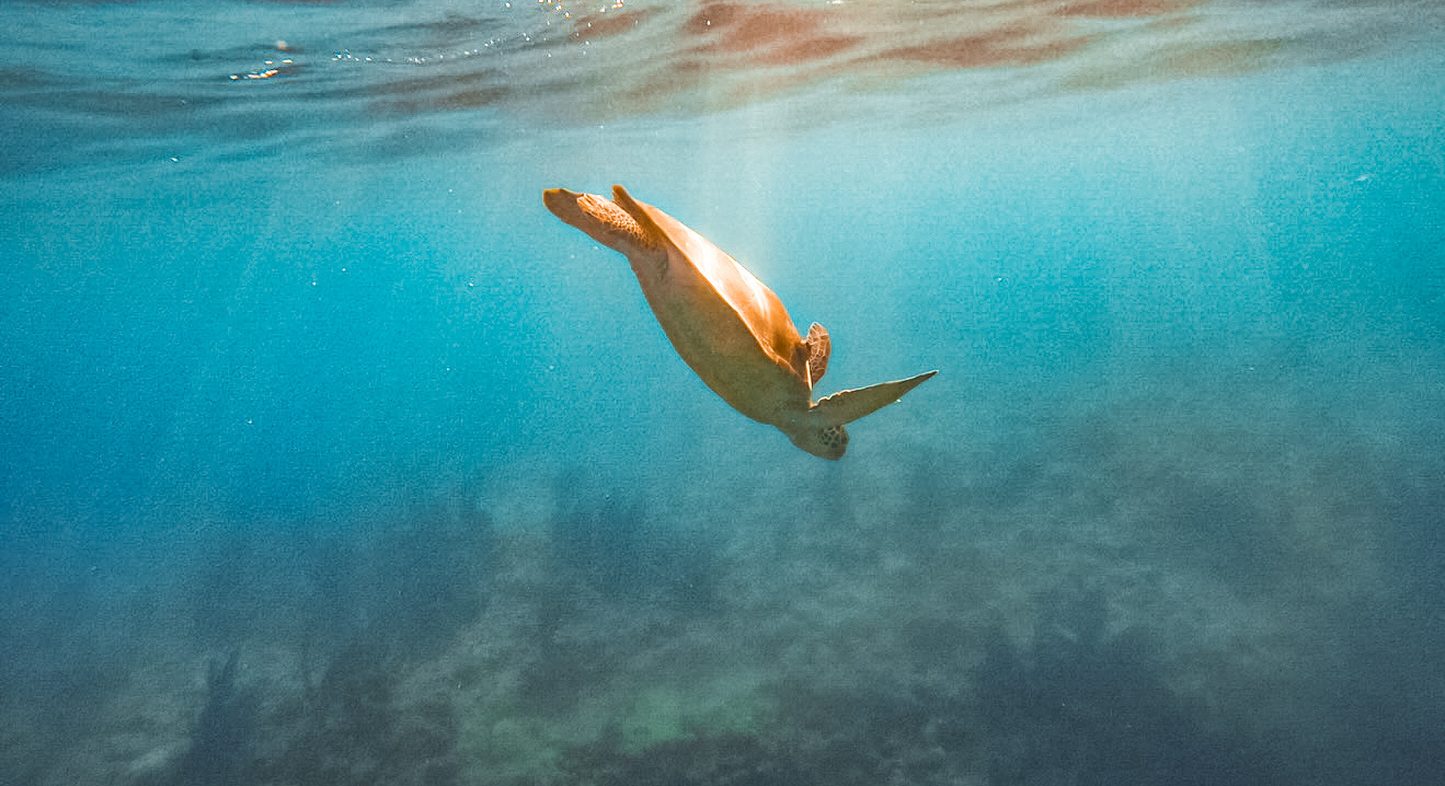 Snorkeling Photos — Key west Florida, 2025