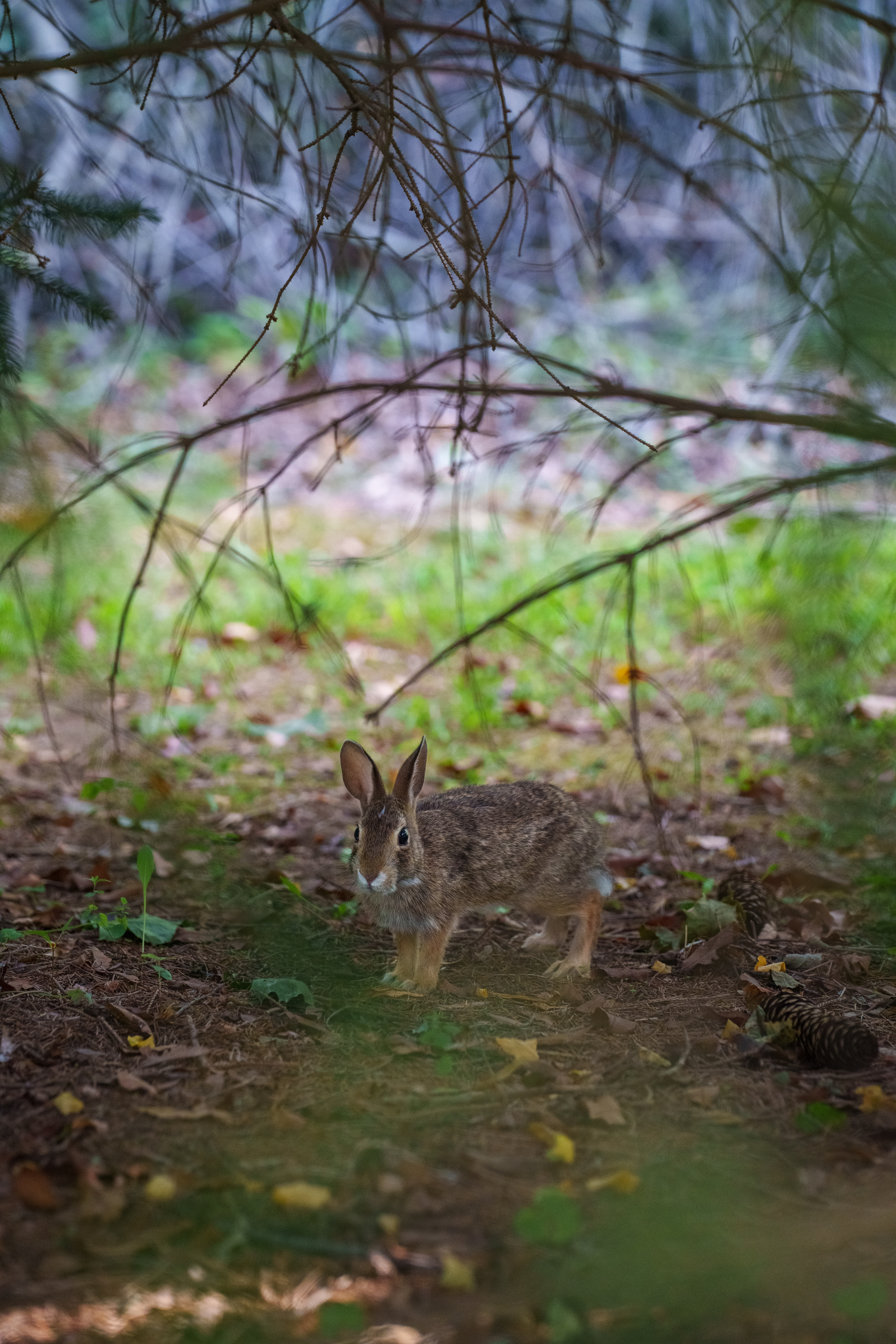 Bunny in the Woods—New Jersey, 2025