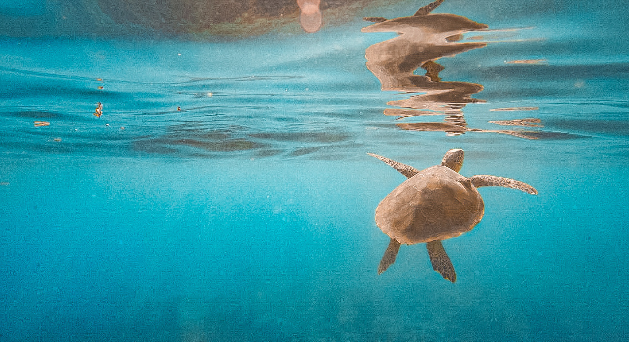 Snorkeling Photos — Key west Florida, 2025