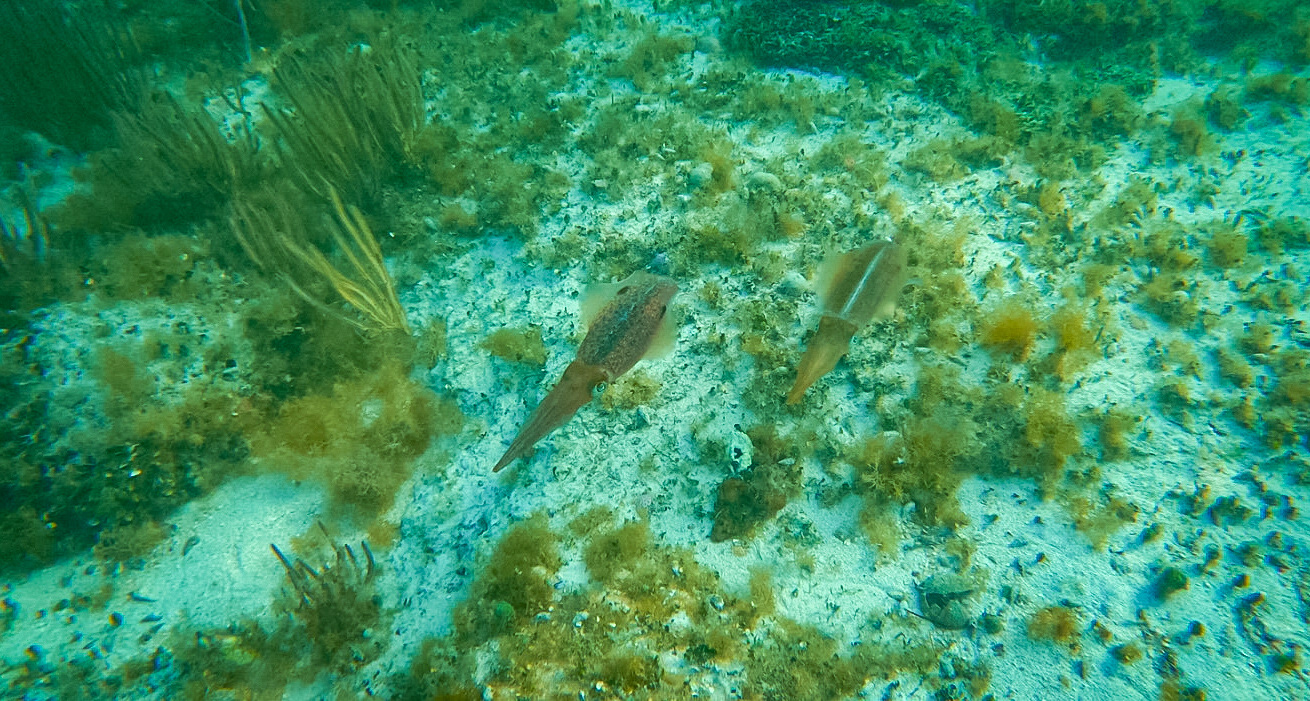 Snorkeling Photos — Key west Florida, 2025