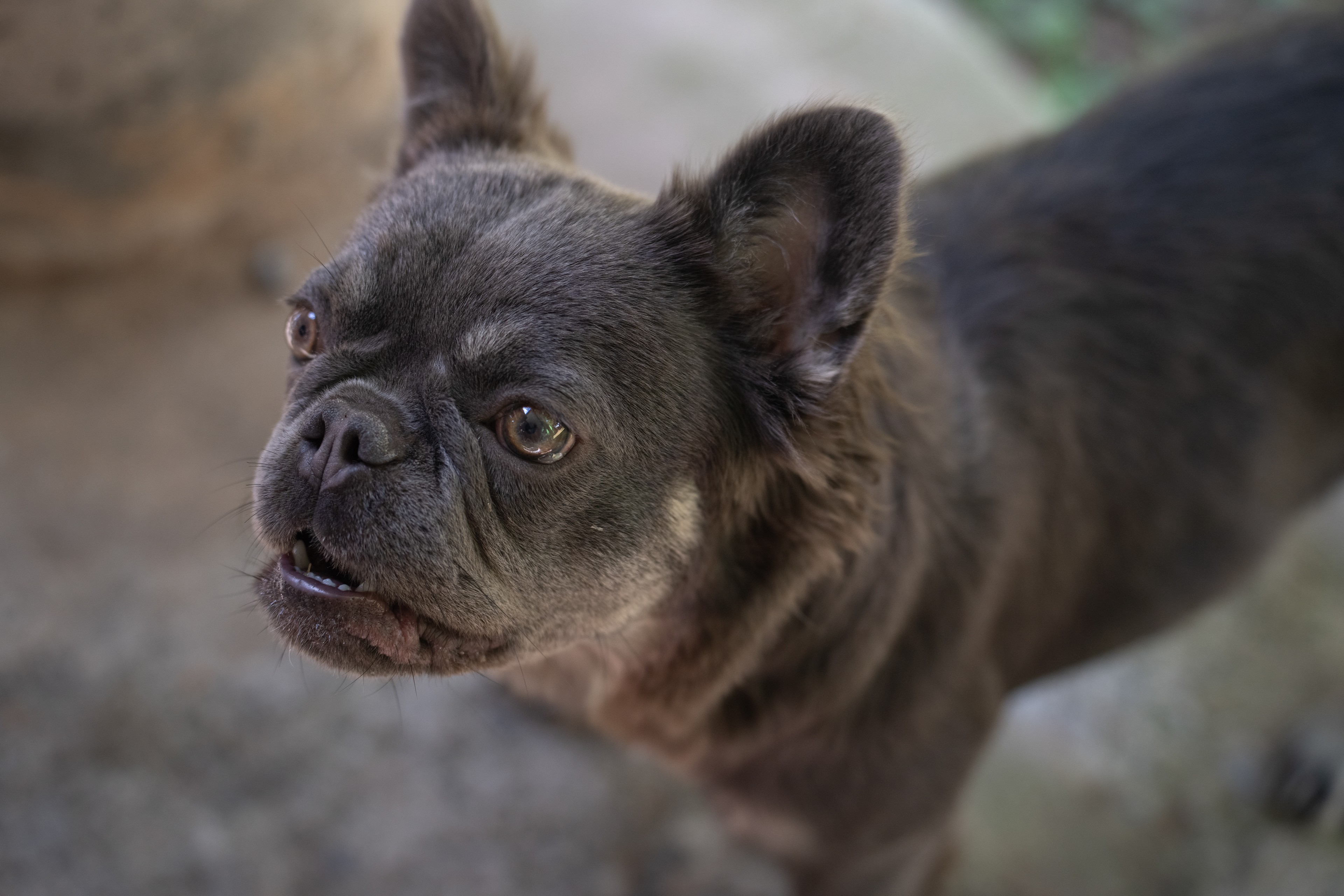 Zoey— Pet Portraits, 2025