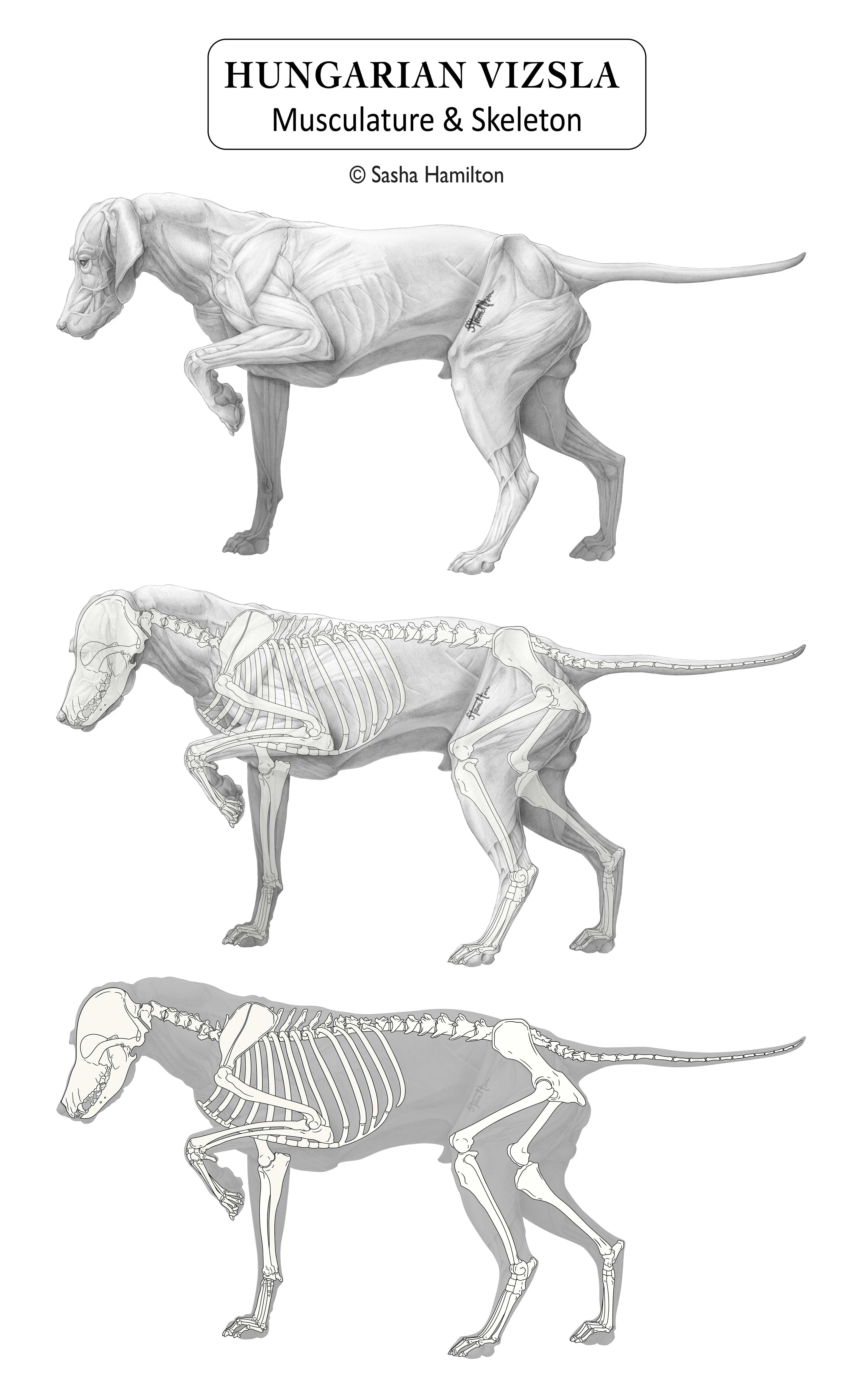 Illustration of the plaster cast of a Hungarian vizsla. The bones were added by identifying "bony landmarks" in the muscles and positioning the skeleton using those landmarks. Graphite pencil, Adobe Illustrator, Adobe Photoshop. 2022. 