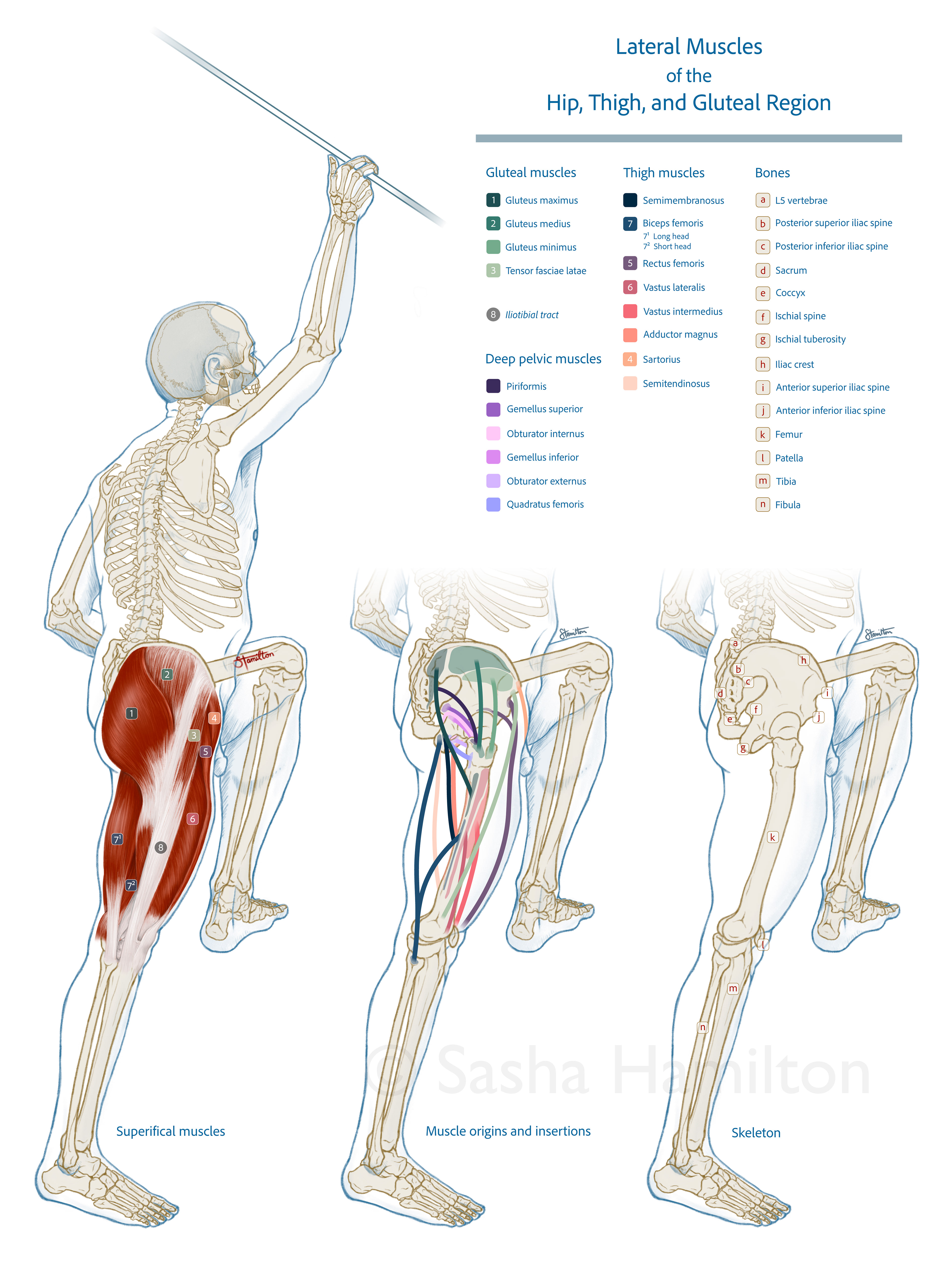 Illustration of the hip, thigh, and gluteal muscles. The skeleton and muscles were placed into a registration of a male life drawing model (15 min). Adobe Photoshop, Adobe Illustrator. 2023.