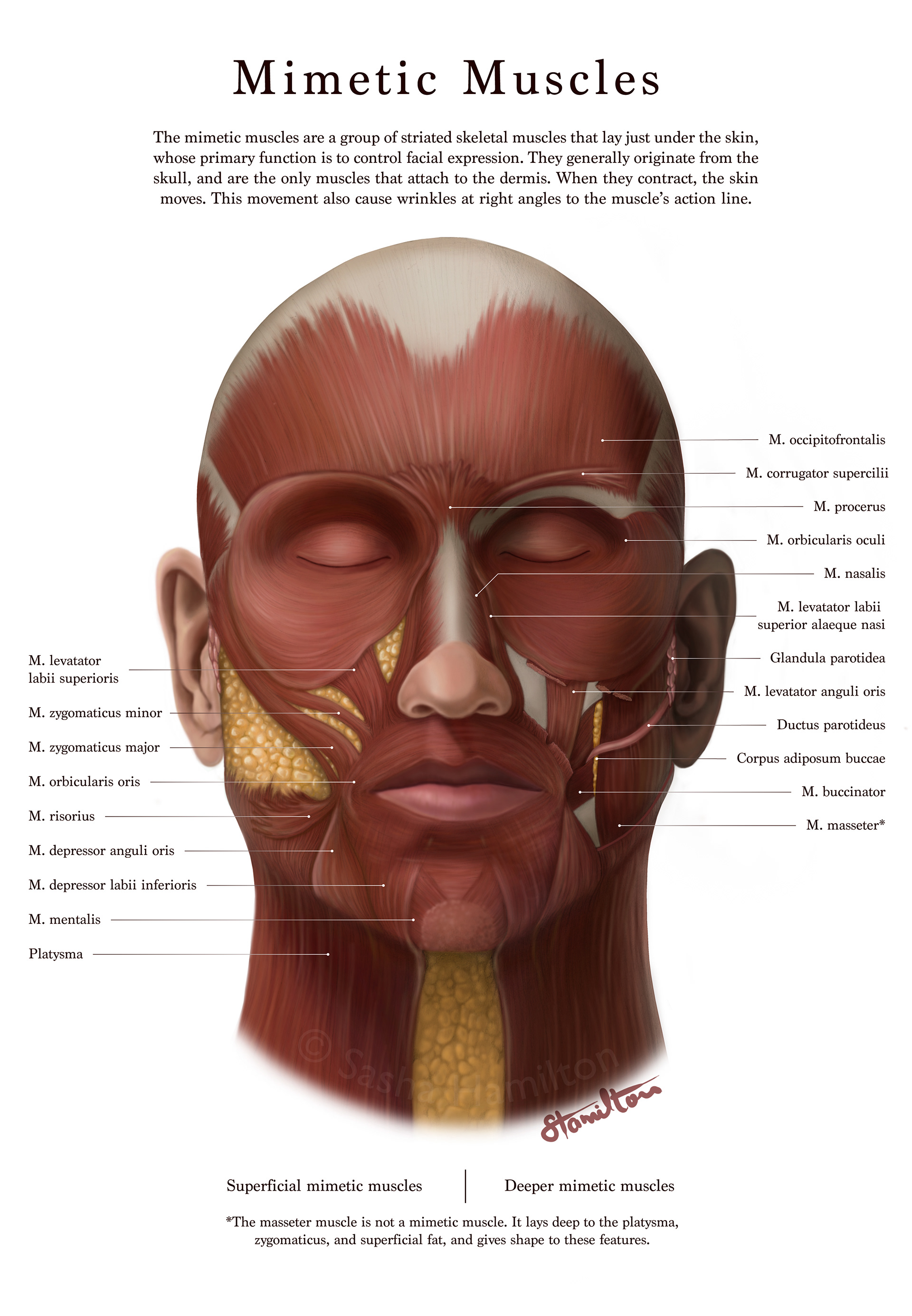 Human facial muscles based on specimen dissection. Graphite pencil, Adobe Photoshop, Adobe Illustrator. 2023.