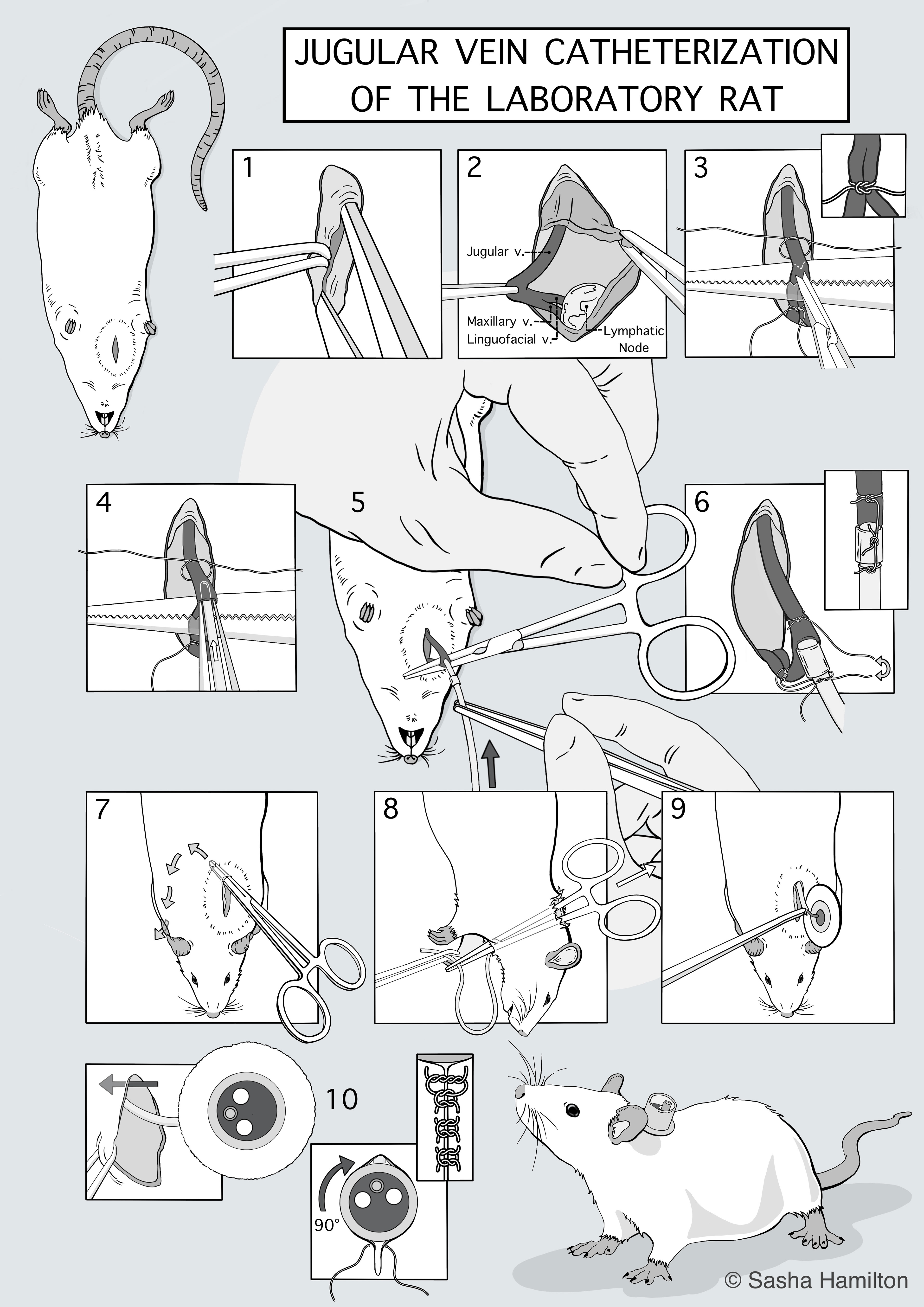 Surgical procedure of jugular vein catheterization of the laboratory rat based on observation of the procedure at the René Remie Surgical Skills Centre in Almere, NL. Procreate. 2023.