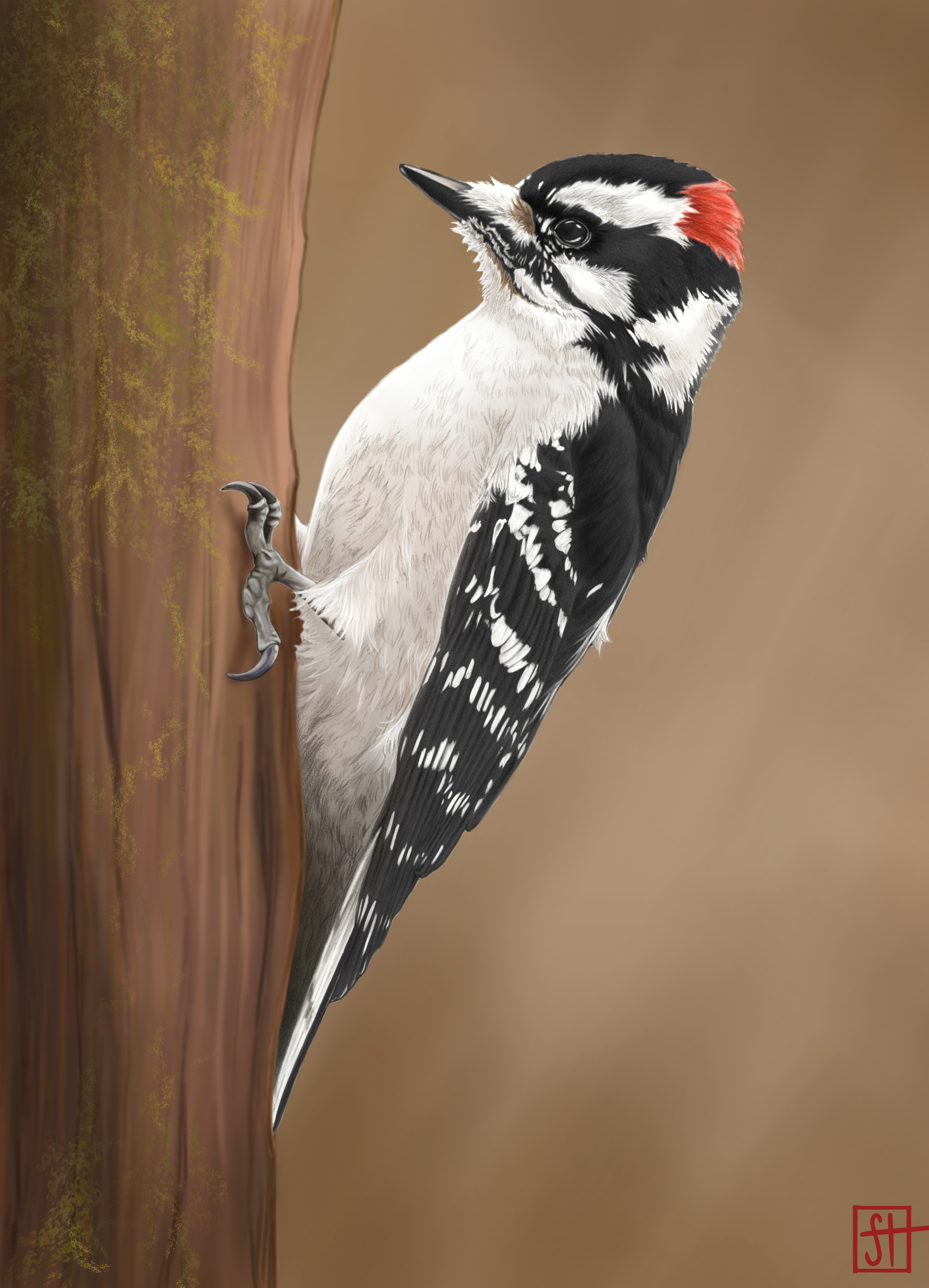 Male downy woodpecker. Graphite illustration, coloured with Adobe Photoshop. 2025. 