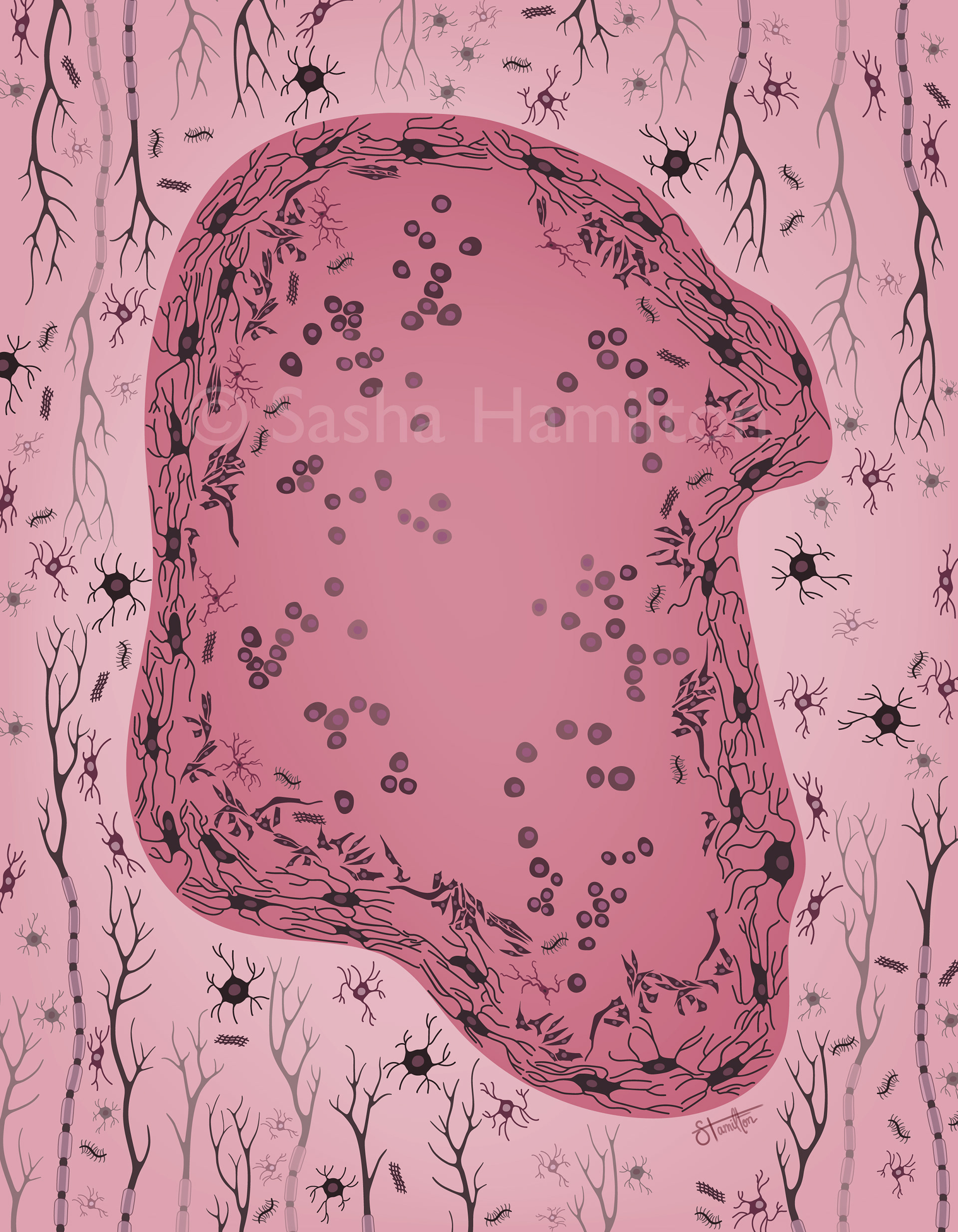 Graphical in vivo cellular composition for a spinal cord injury scar. Adobe Illustrator. 2024.