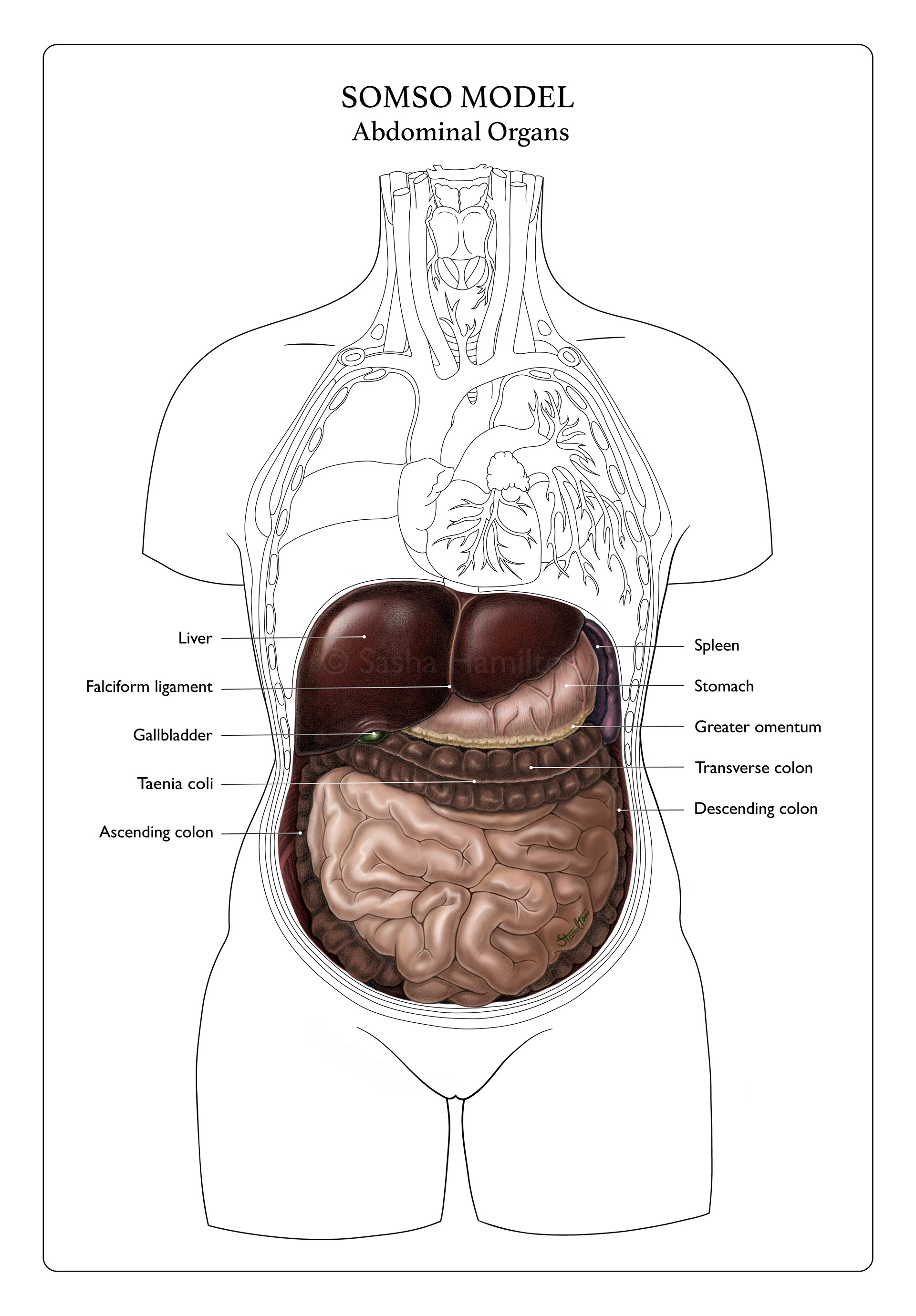 Illustration of the internal abdominal organs based on observation of a SOMSO model. Graphite pencil, Adobe Photoshop, Adobe Illustrator. 2022.