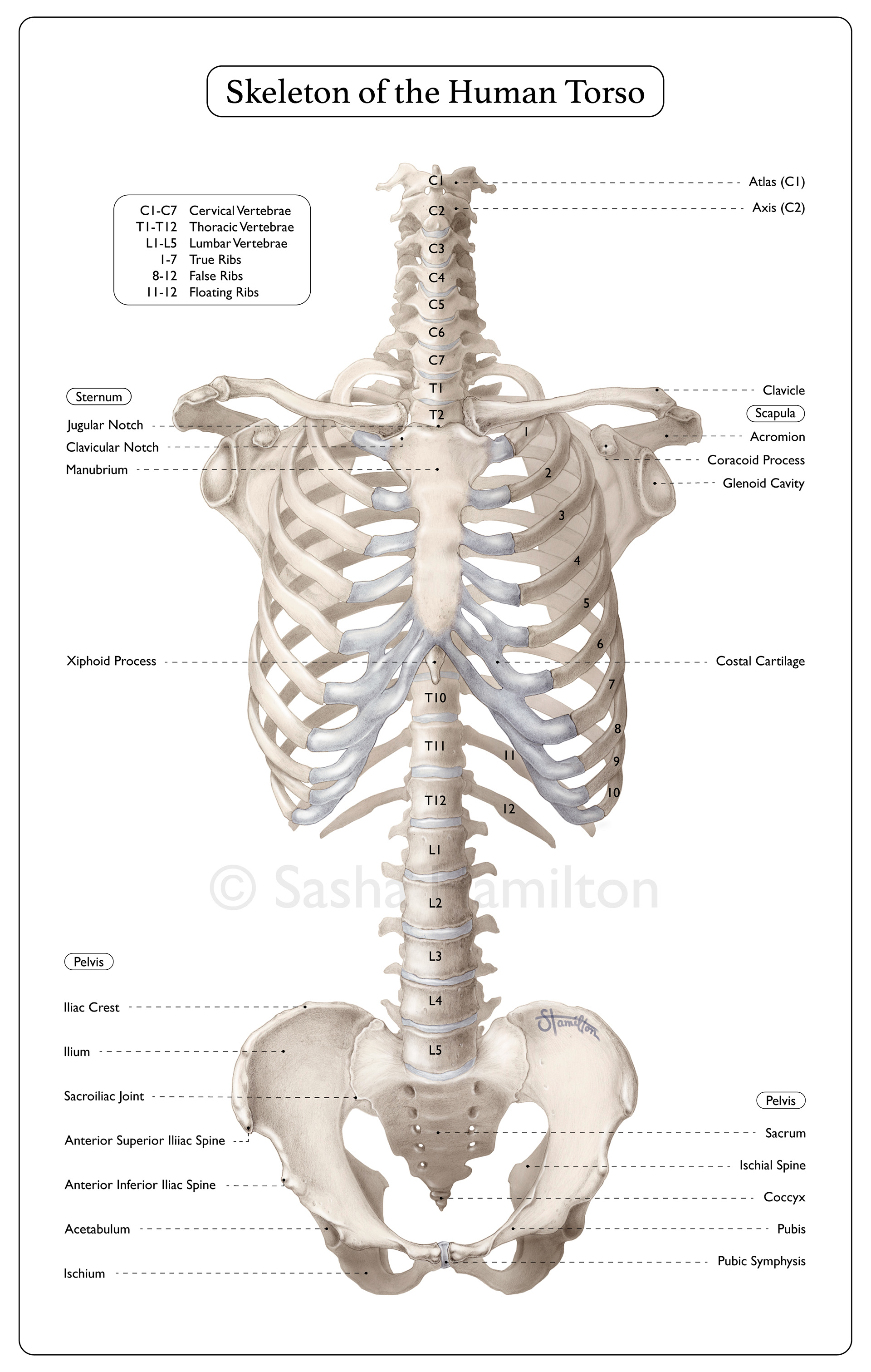 Skeleton of the human torso based on specimen observation. Graphite pencil, Adobe Photoshop, Adobe Illustrator. 2022.