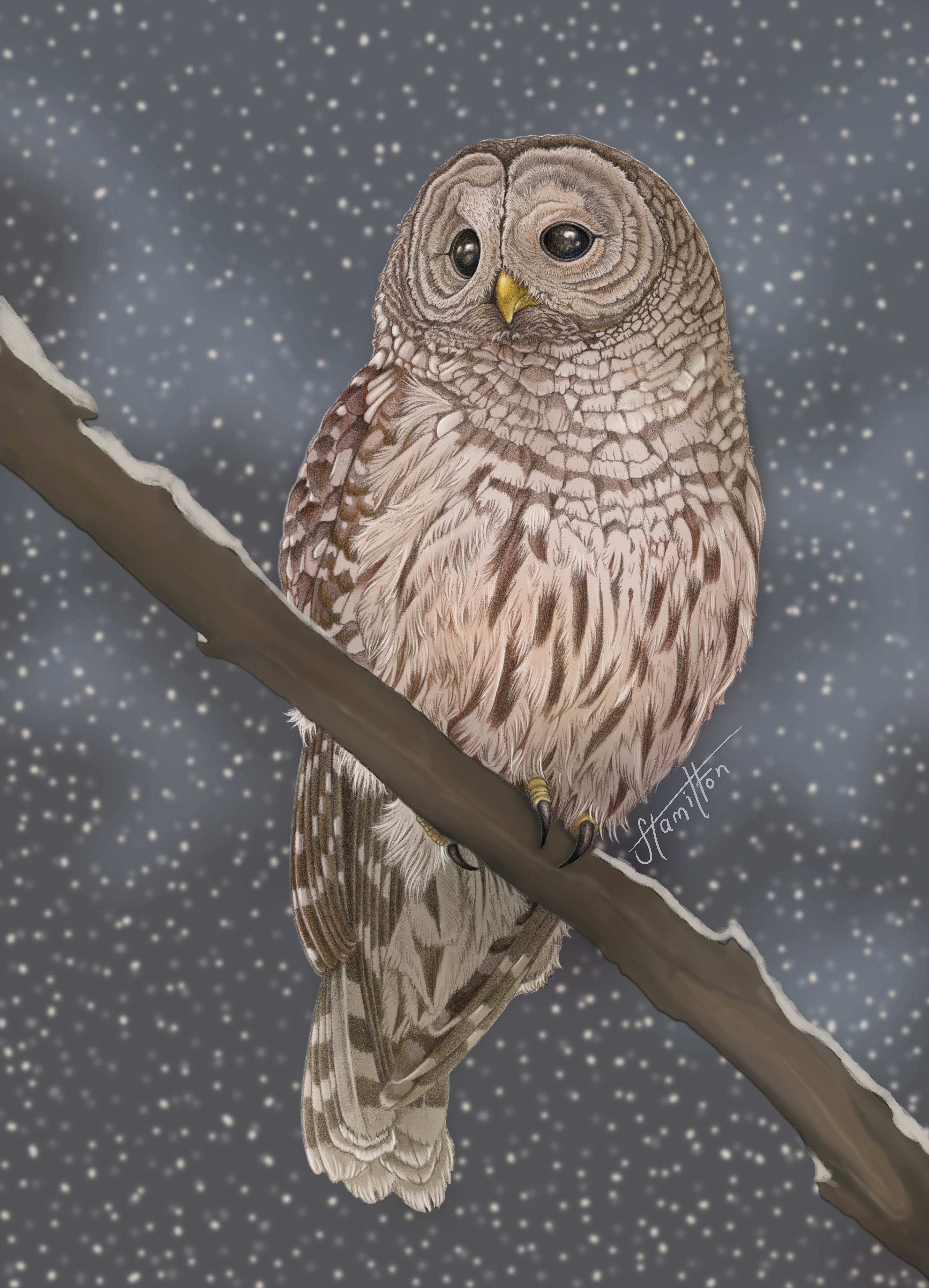 Barred owl. Graphite illustration, coloured in Adobe Photoshop. 2024.