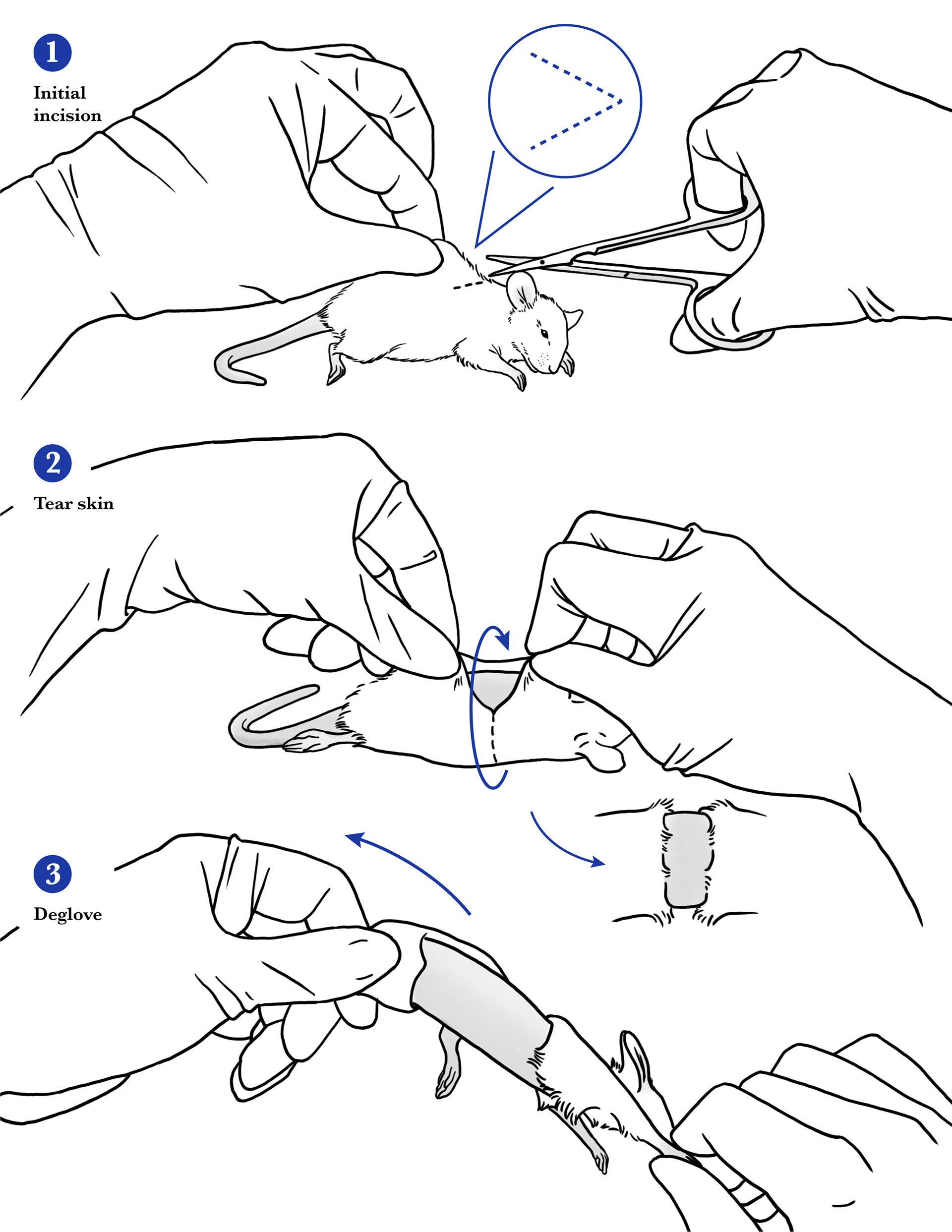 Inguinal and popliteal lymph node removal from the laboratory mouse (1/2). Adobe Photoshop, Adobe Illustrator, 2025.