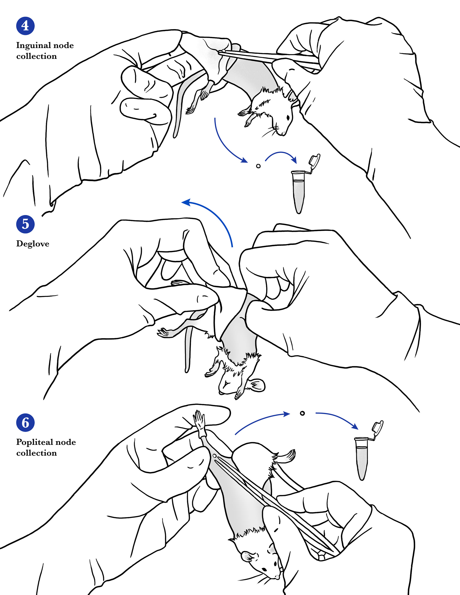 Inguinal and popliteal lymph node removal from the laboratory mouse (2/2). Adobe Photoshop, Adobe Illustrator, 2025.