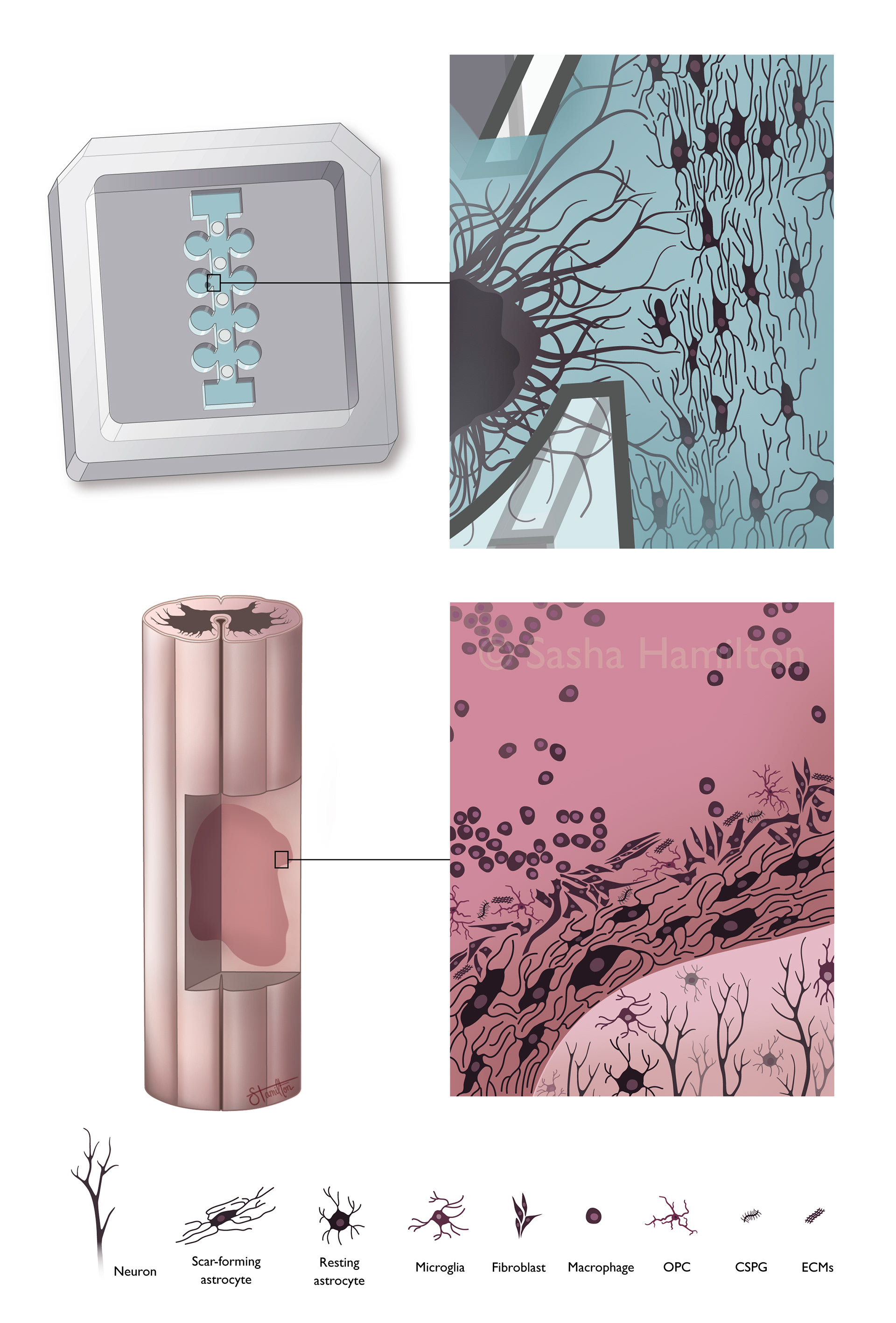 Illustration created for my master's thesis depicting the cellular composition in an in vivo vs. in vitro spinal cord injury scar. Adobe Illustrator. 2024.