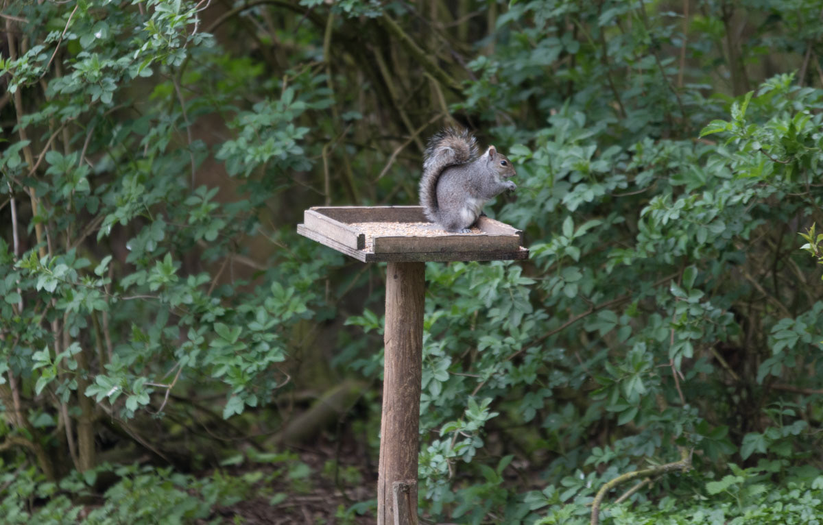 squirrel on table top eating nuts