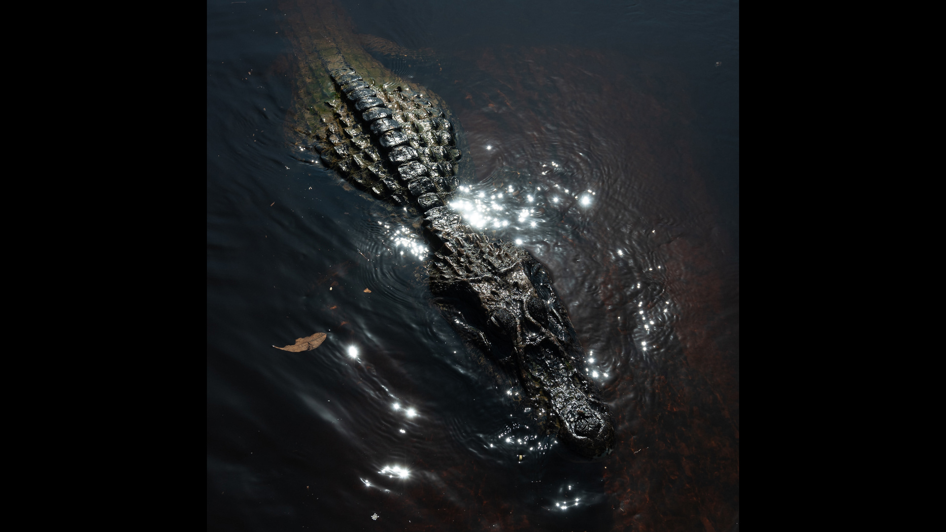 Amazon Croc - Aceita no concurso 9º ONYX 2025