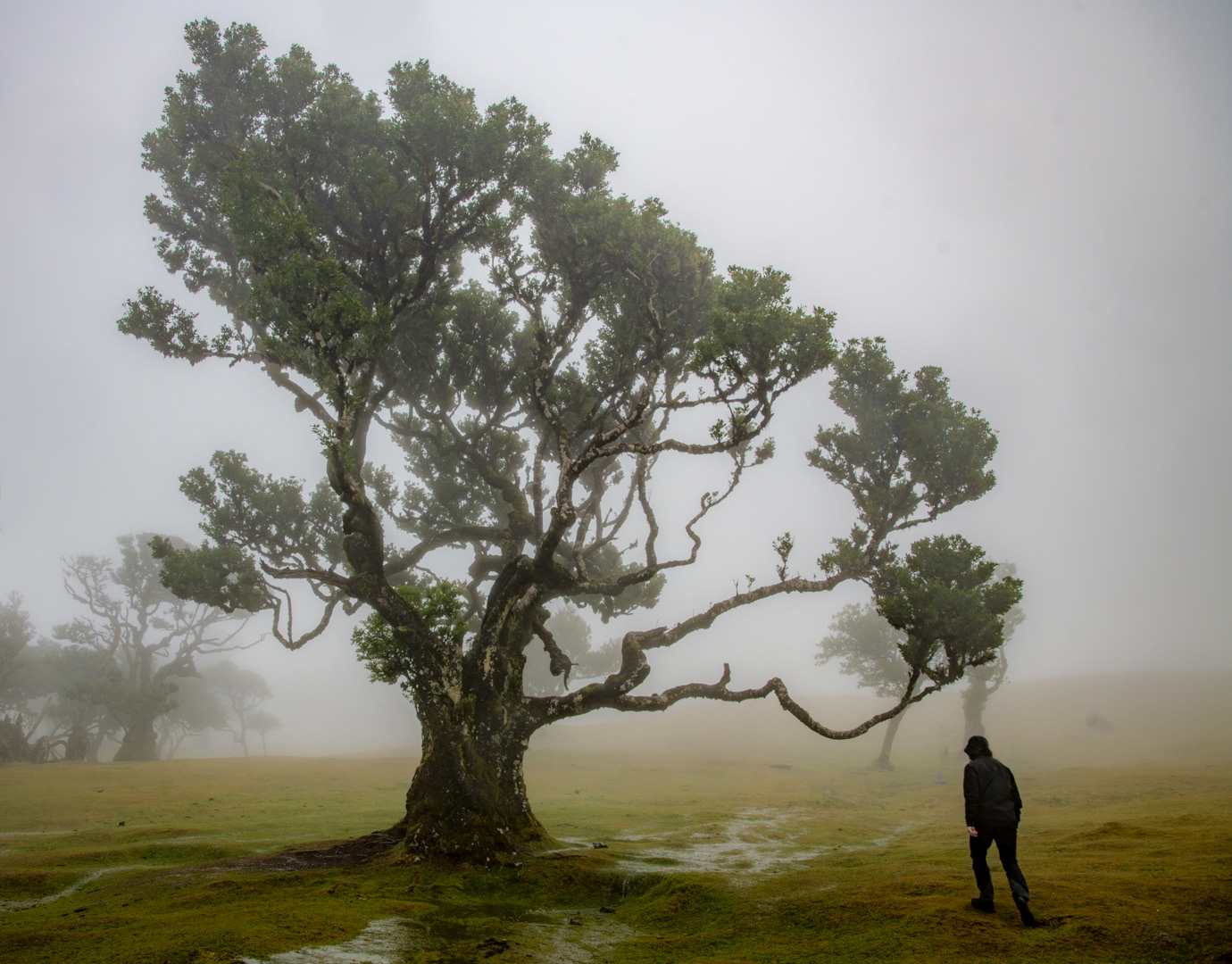   Aceita no 18th Salon Daguerre, 2025 edition.