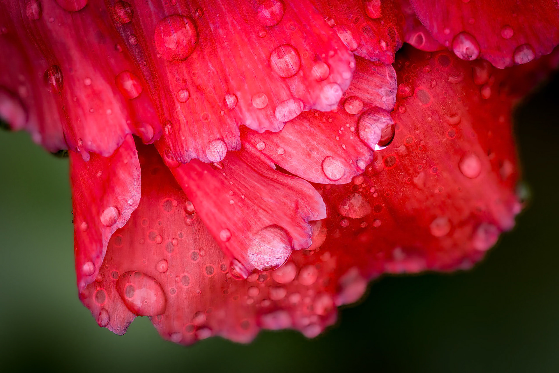 Poppy Drops