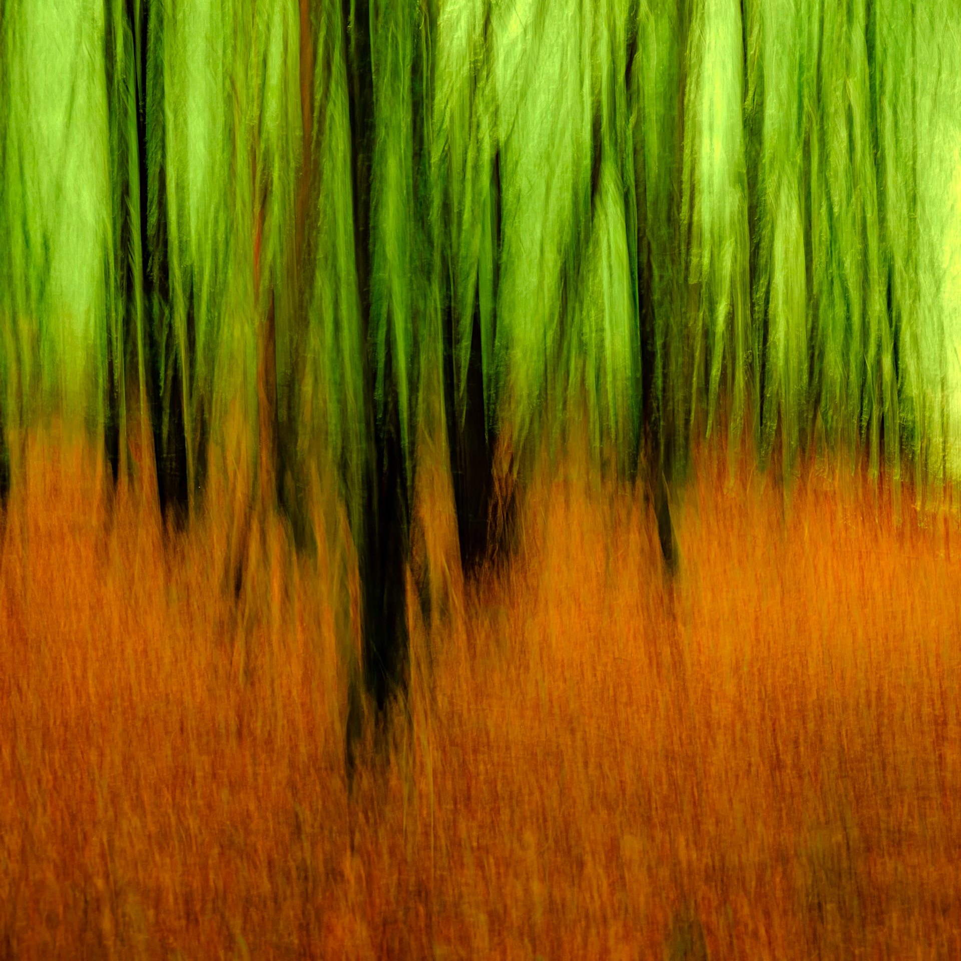 An icm photograph of trees in a forest with autumn leaves on the ground