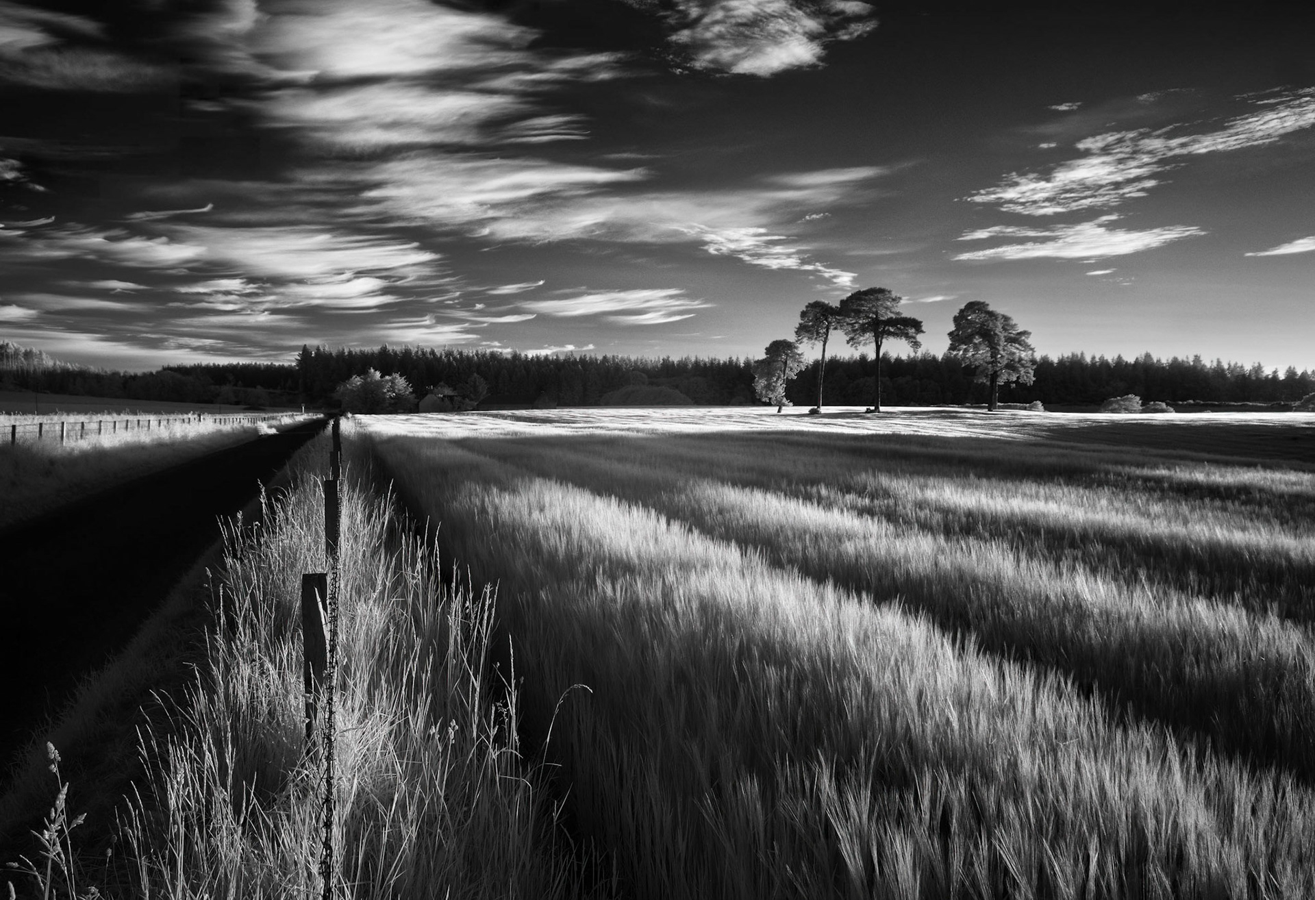 A group of Scots pine trees illuminated by the evening light, in a field of barley, in Moray, Scotland