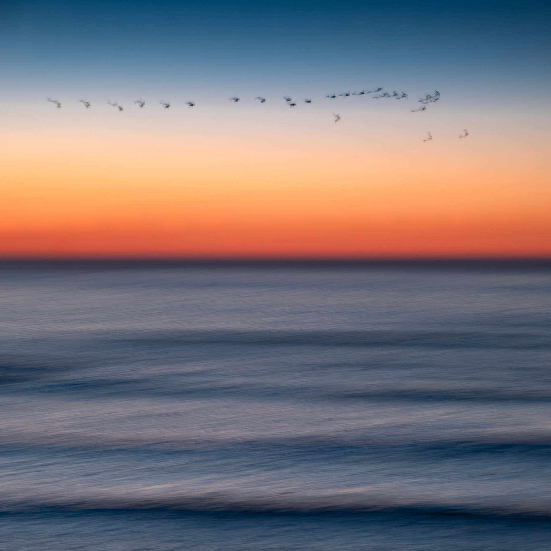 ICM image of a flock of birds over the sea at sunset