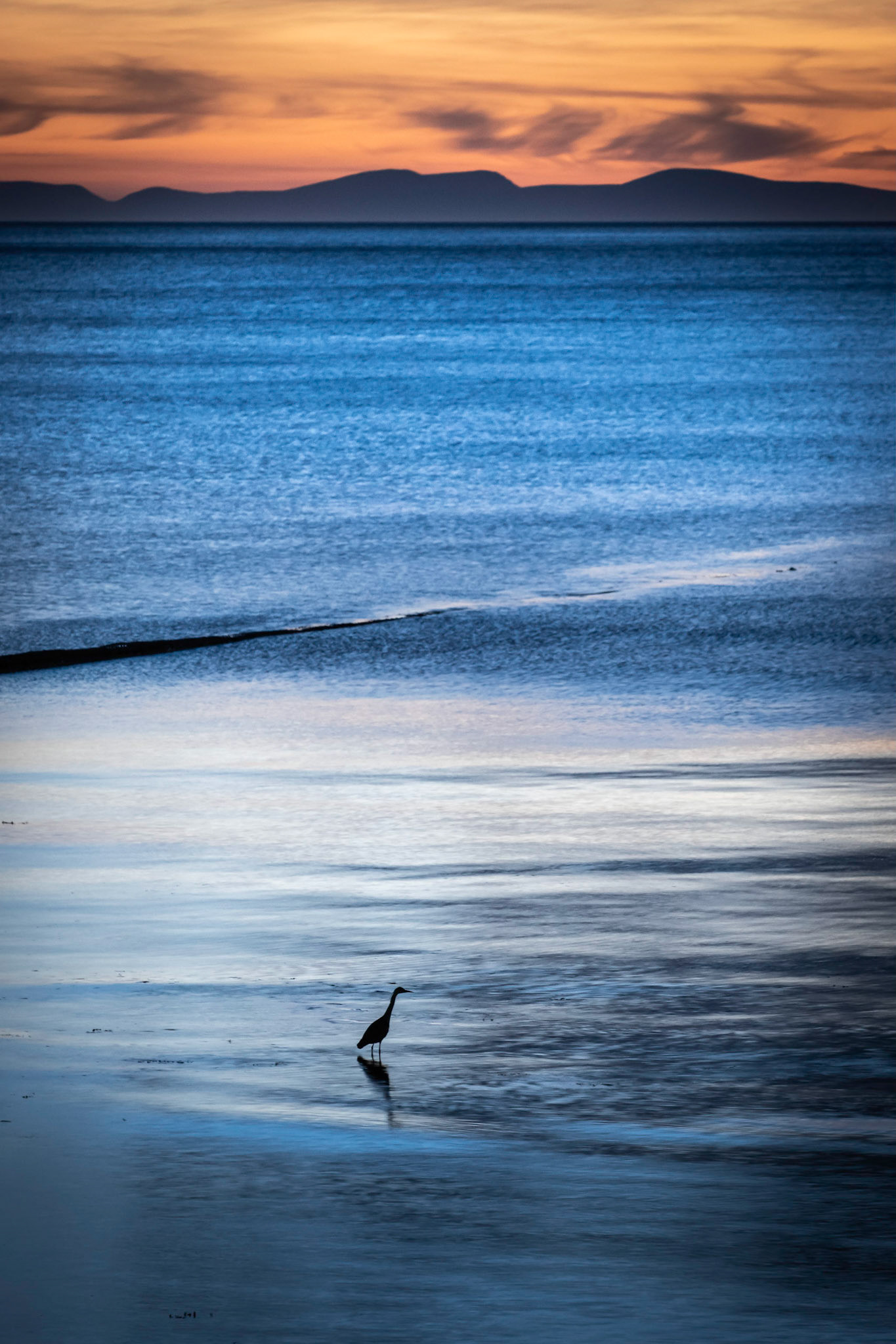 A heron fishing at dusk on the Moray coast, Scotland