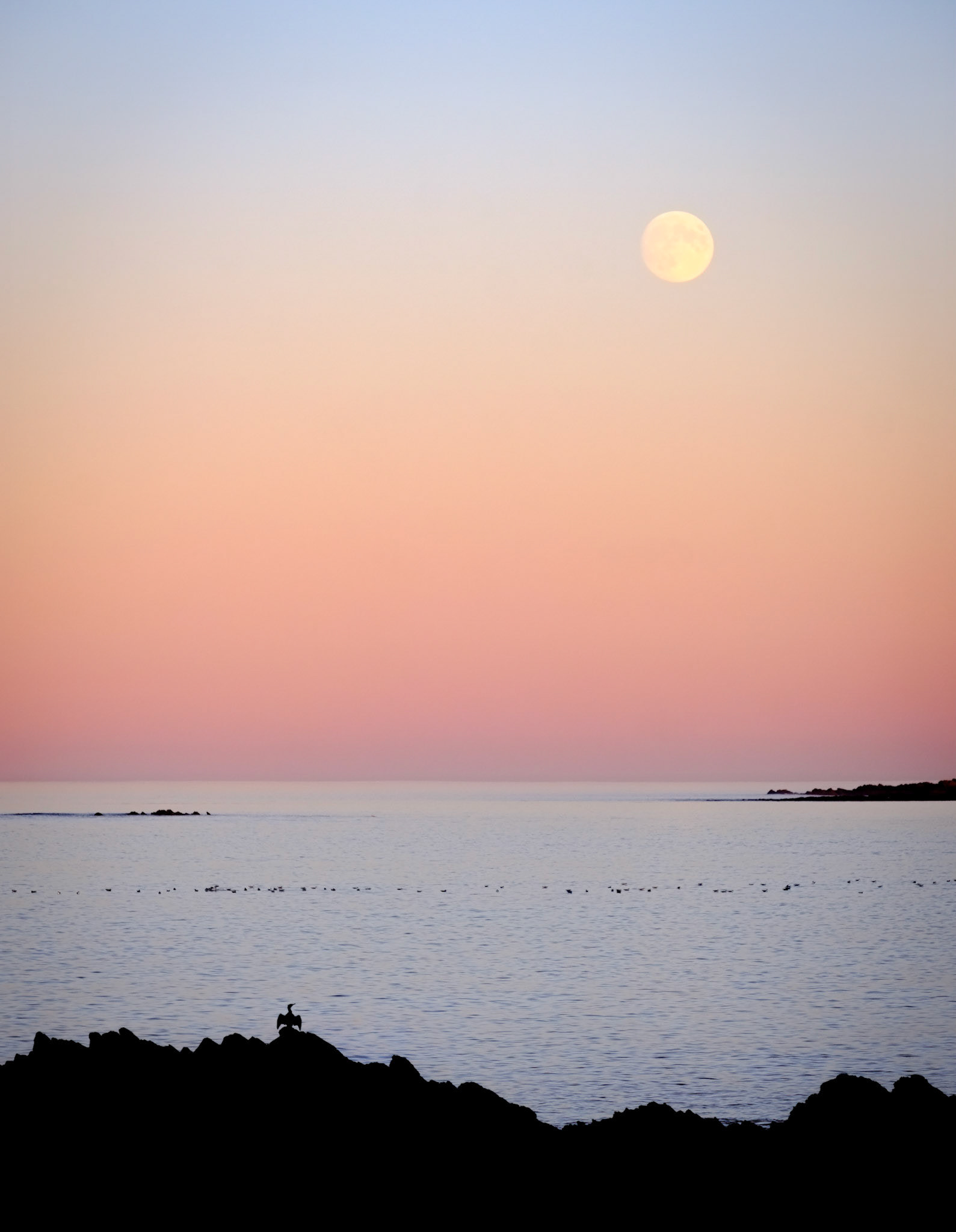 A cormorant drying its wings as the full moon rises, in Buckie, Moray, Scotland.