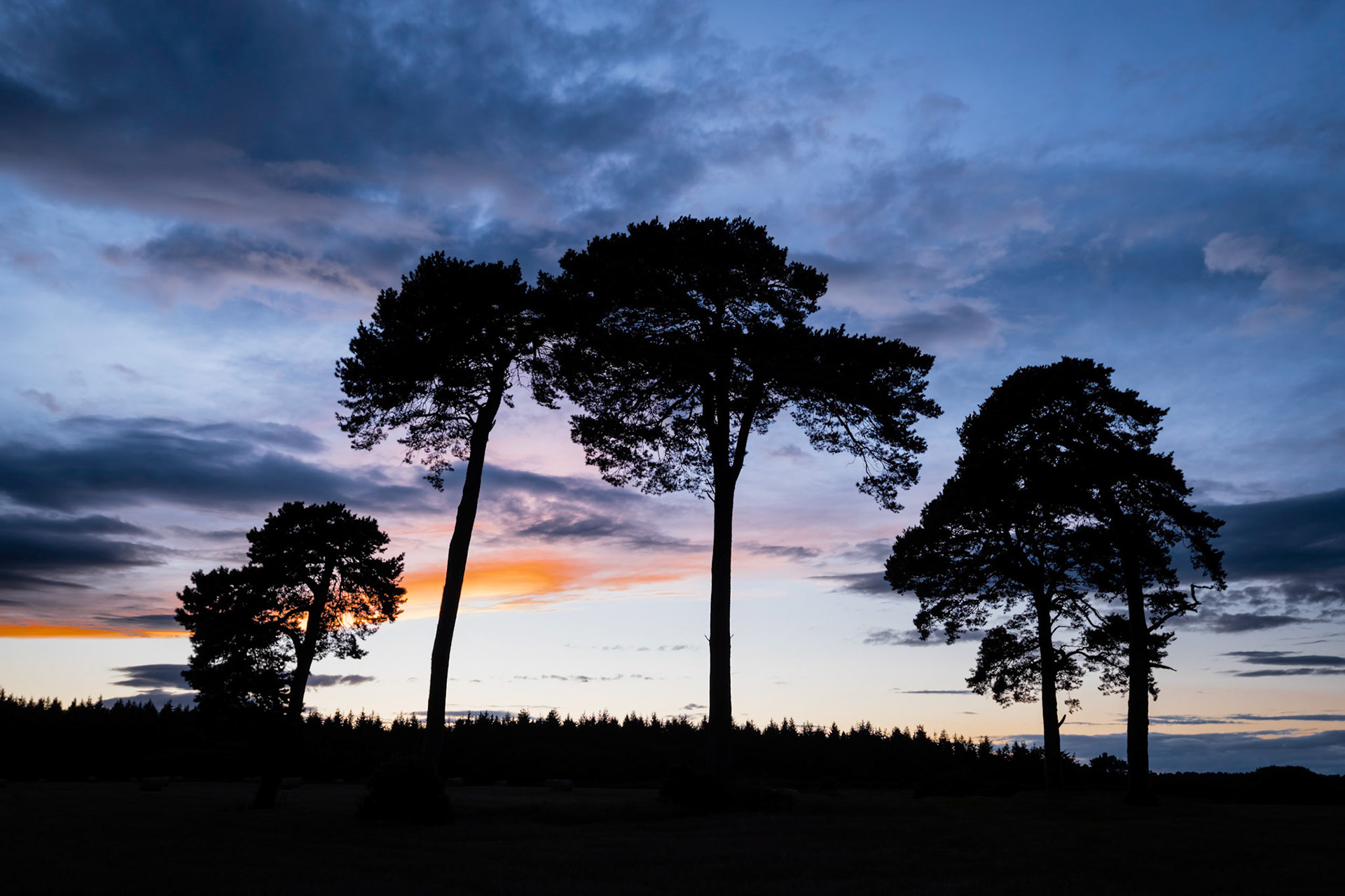 A group of scots pine trees silhouetted against the sky at sunset