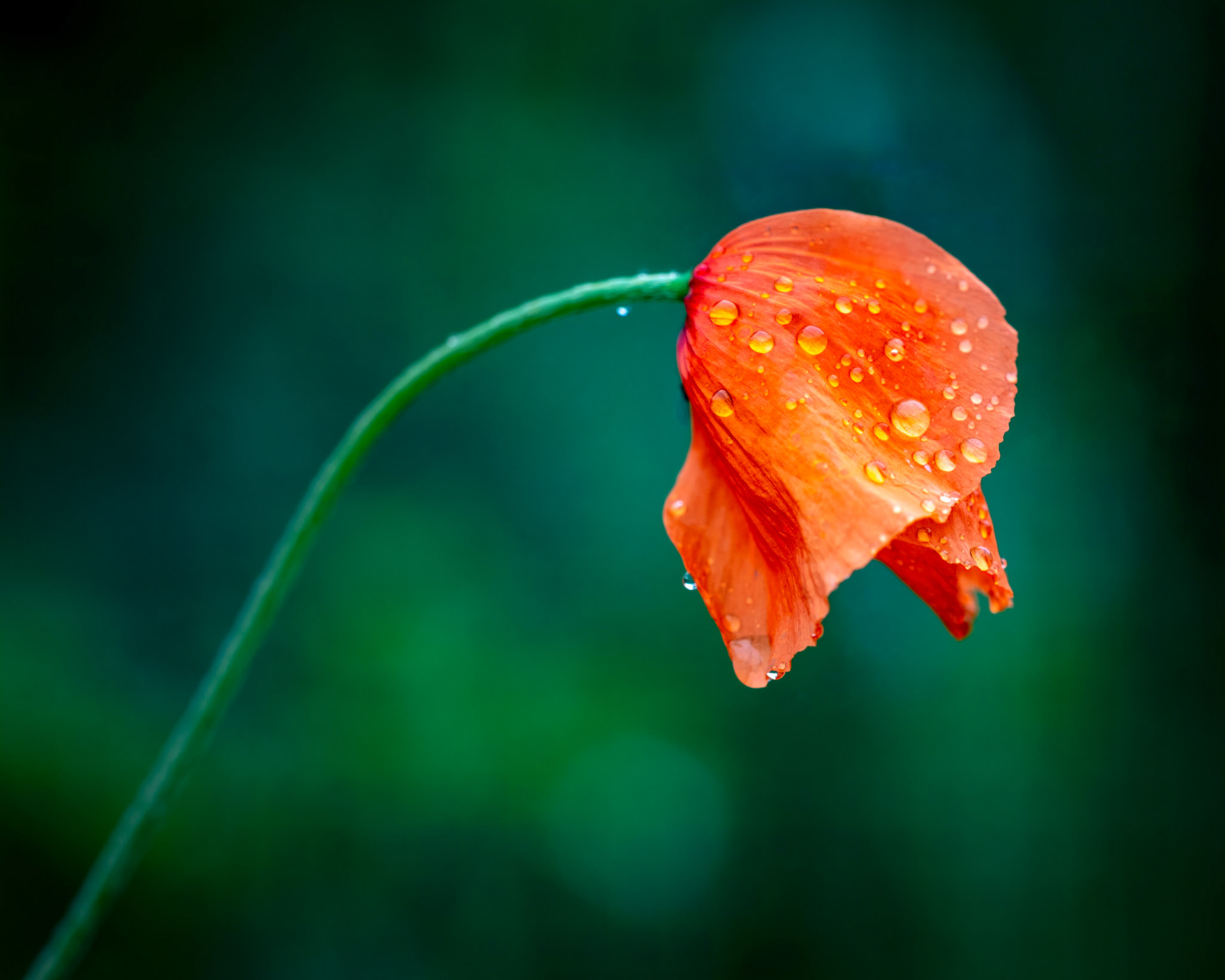 After the Rain